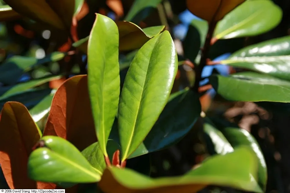 D.D. Blanchard Southern Magnolia (Magnolia Grandiflora 'D.D. Blanchard') — Blanchard Southern Magnolia (Magnolia grandiflora 'D.D