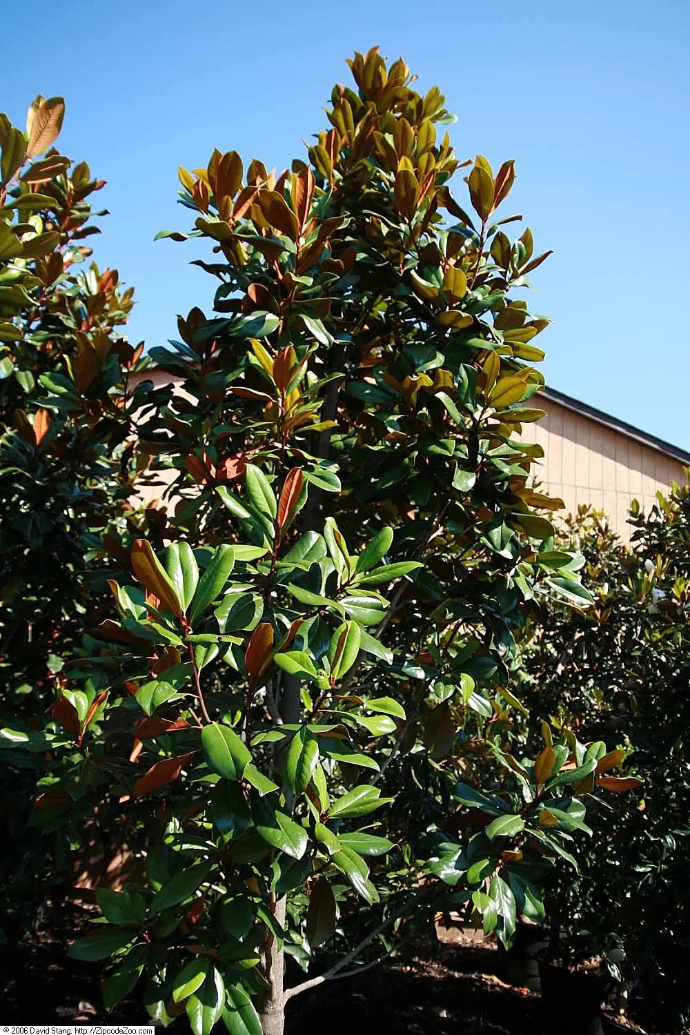 D.D. Blanchard Southern Magnolia (Magnolia Grandiflora 'D.D. Blanchard') — Blanchard') is a regal evergreen