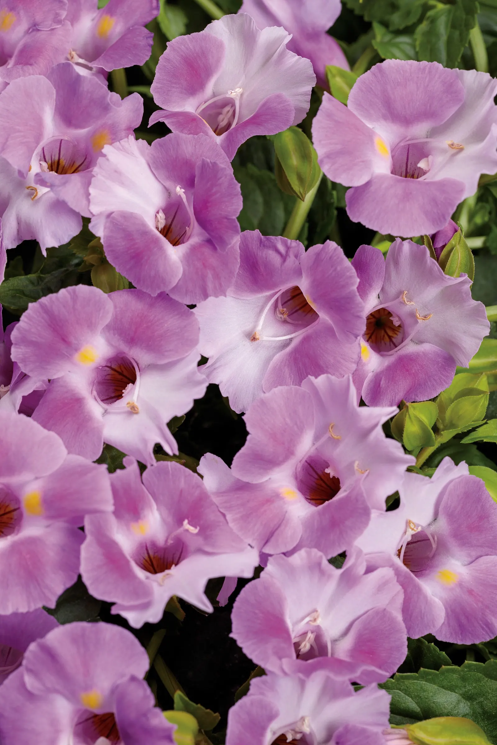 Pink II Wishbone Flower (Torenia) — well-drained soil and consistent
