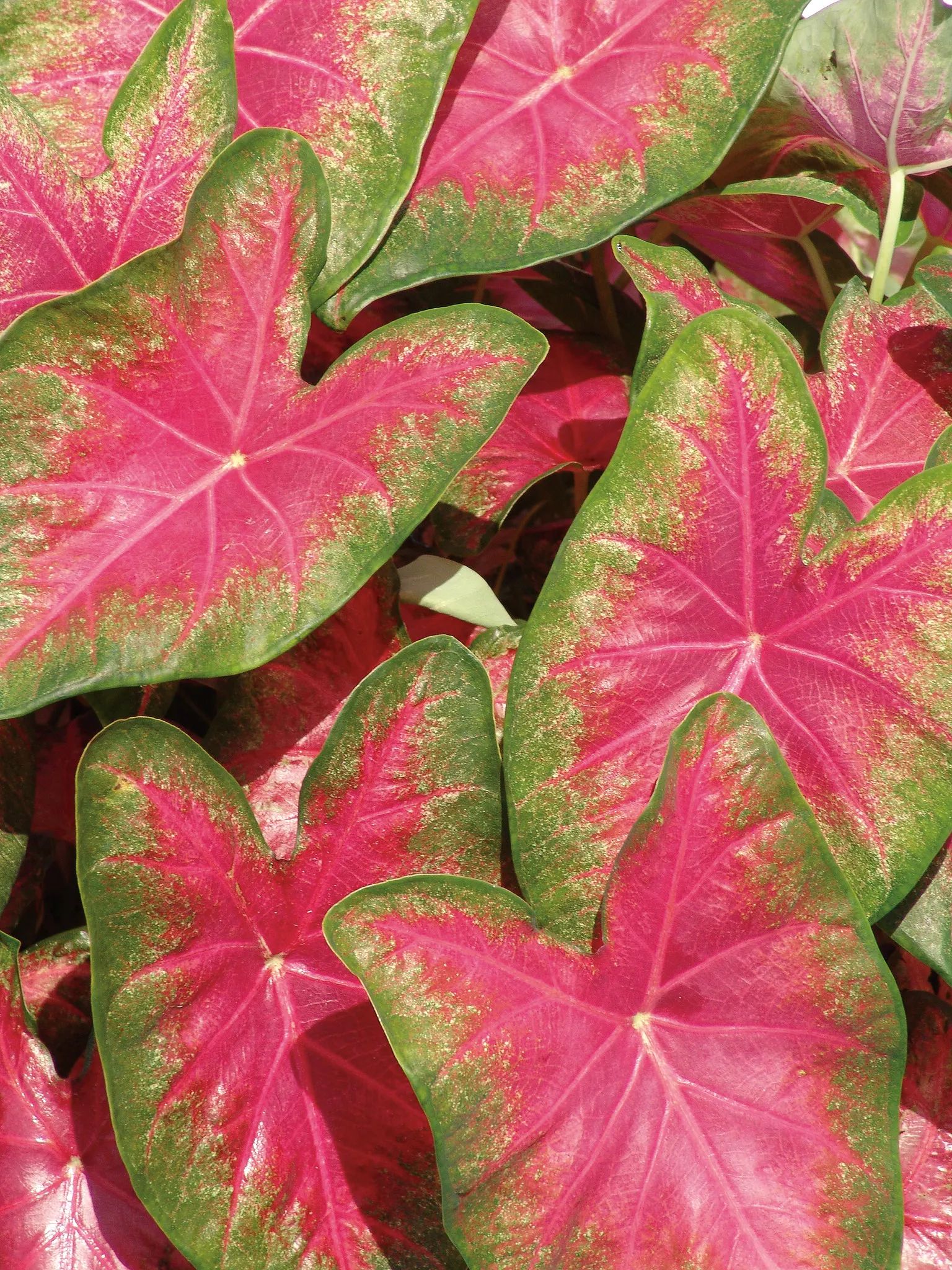 Rose Glow Sun or Shade Caladium (Caladium hortulanum) — tracing delicate contrast through the rose-toned leaf surface and giving each plant a painterly