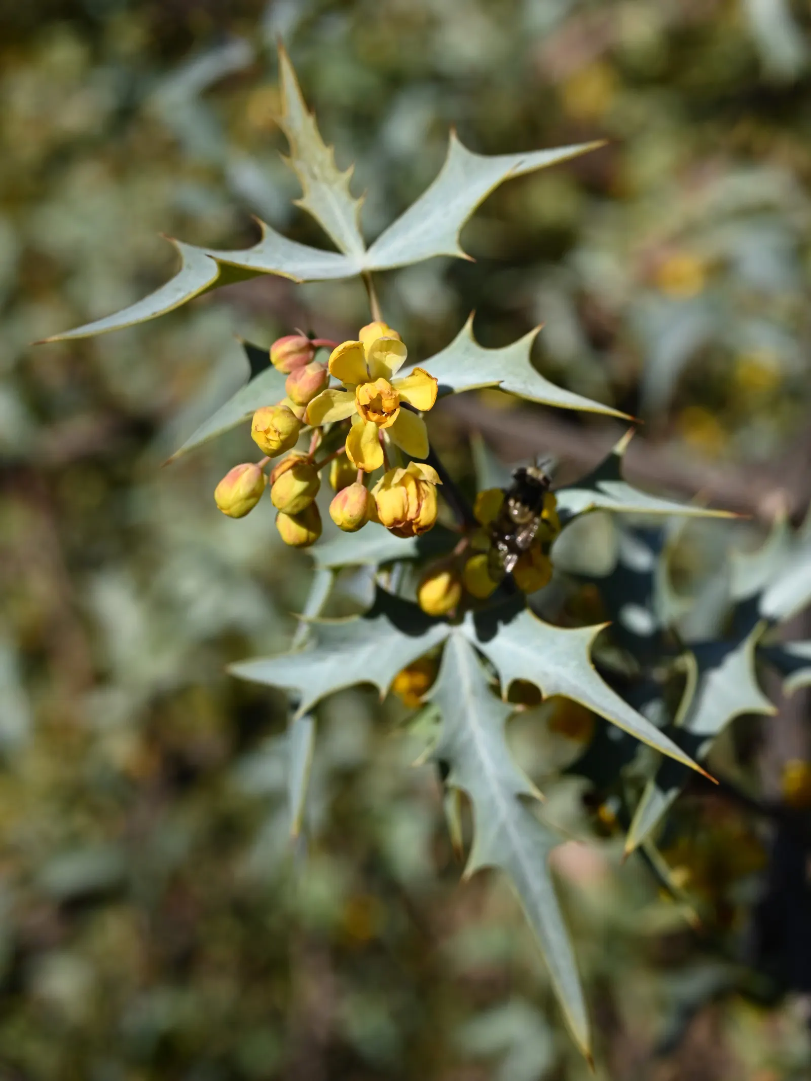 Red Barberry, Algerita (Berberis Haematocarpa) — Adapted to dry conditions, it thrives in full sun