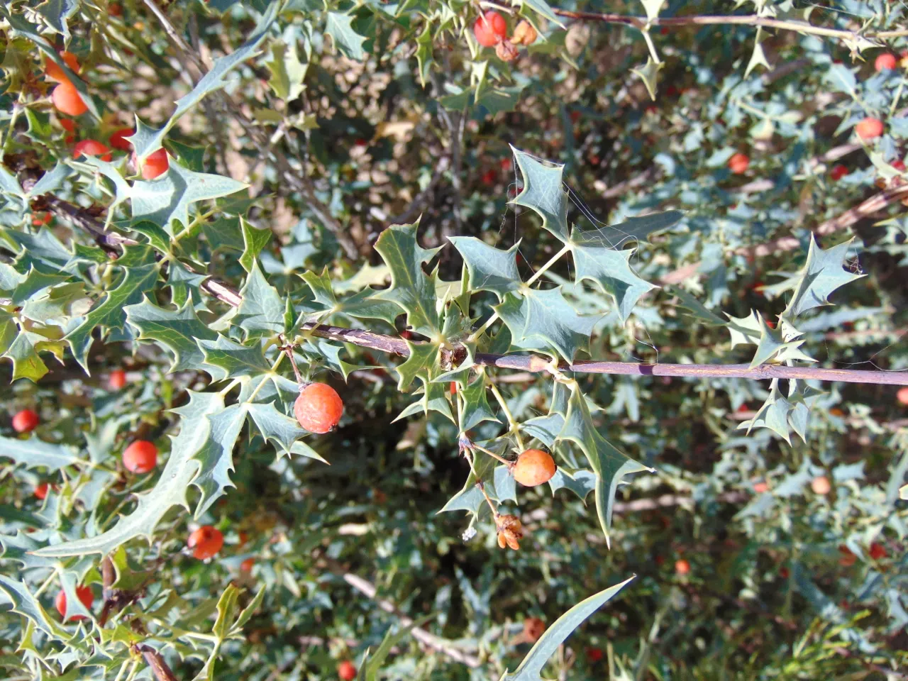 Red Barberry, Algerita (Berberis Haematocarpa) — it blossoms with clusters of yellow flowers which