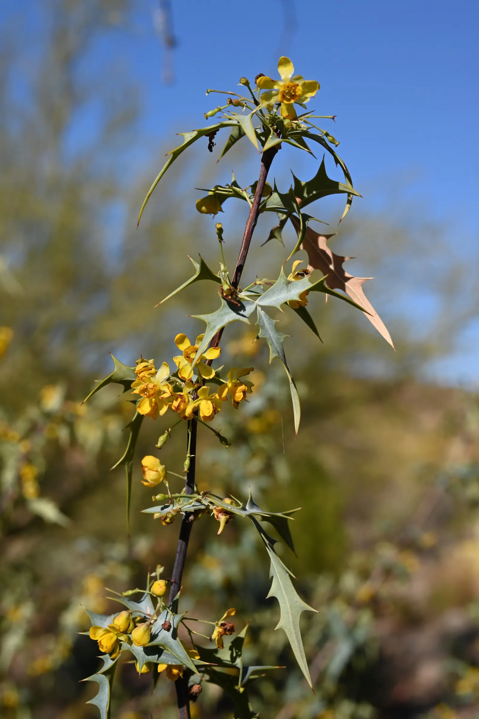 Red Barberry, Algerita (Berberis Haematocarpa) — this barberry can reach sizes of 3 to 6 feet in height with a similar spread