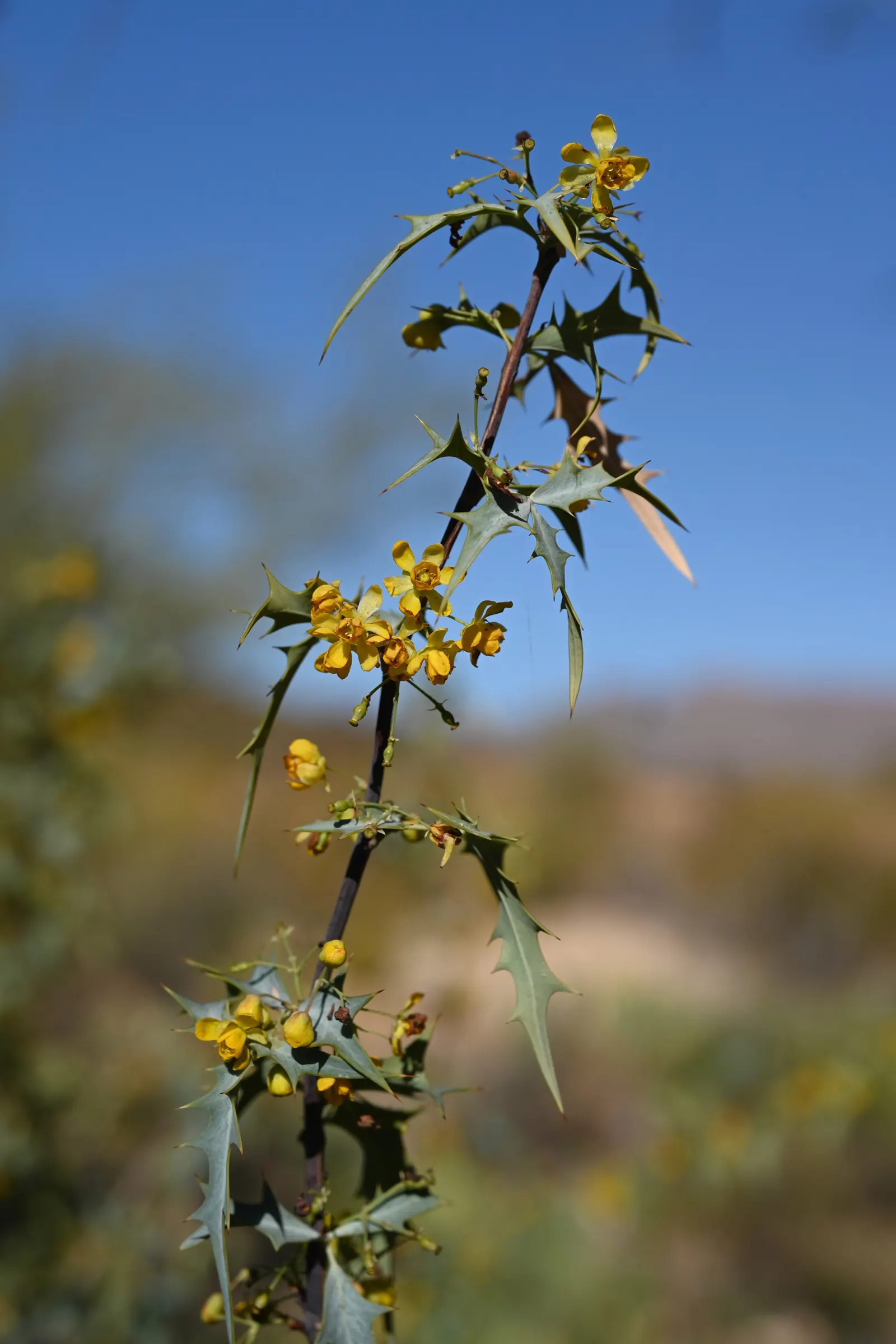 Red Barberry, Algerita (Berberis Haematocarpa) — A resilient and attractive addition to any landscape