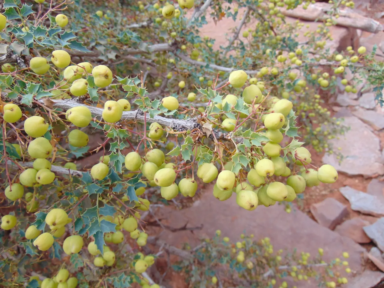 Red Barberry, Algerita (Berberis Haematocarpa) — grey-green leaves that transition to vivid red or orange hues in the autumn