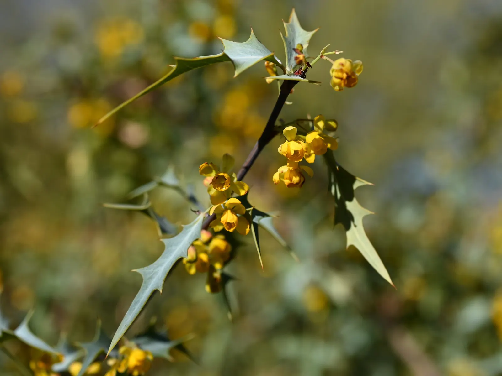 Red Barberry, Algerita (Berberis Haematocarpa) — is a highly ornamental shrub native to the southwestern United States and Northern Mexico