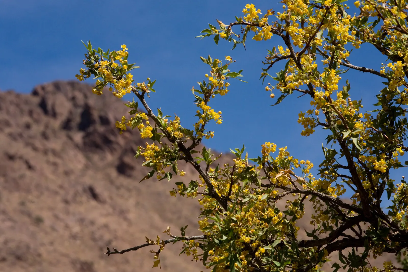 Red Barberry, Algerita (Berberis Haematocarpa) — Berberis haematocarpa provides excellent year-round visual interest