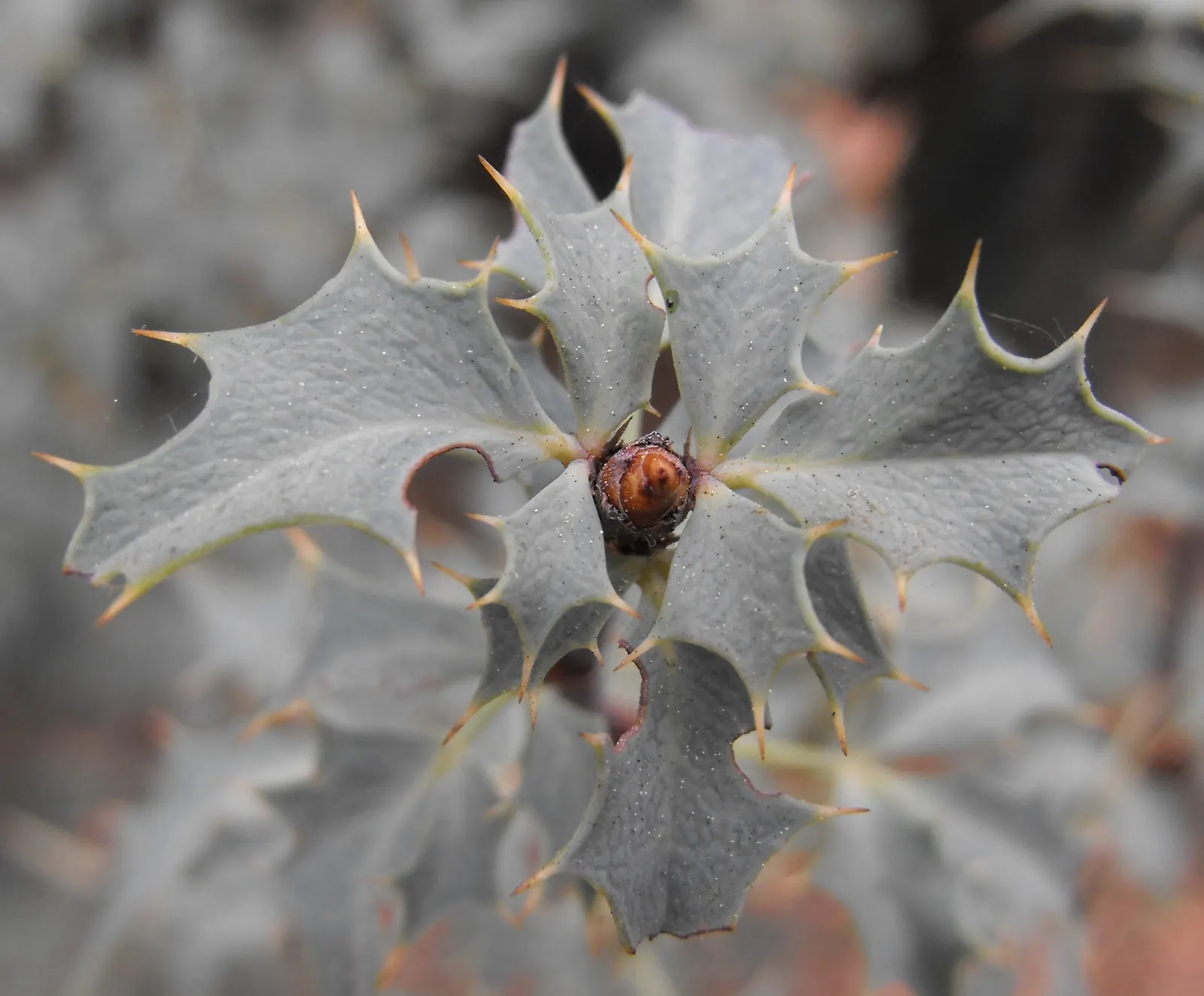 Red Barberry, Algerita (Berberis Haematocarpa) — the Red Barberry is ideal for xeriscaping and can thrive in USDA Hardiness Zones 6 through 9