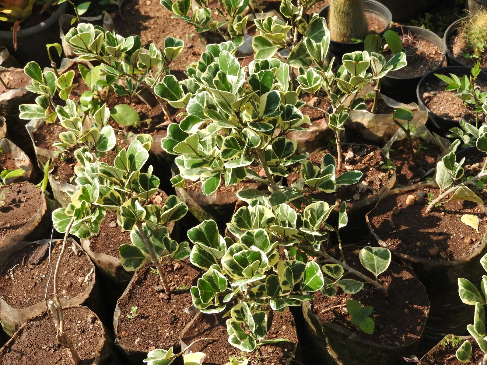 Triangular Fig (Ficus Triangularis) — slow-growing ficus variety with distinctive