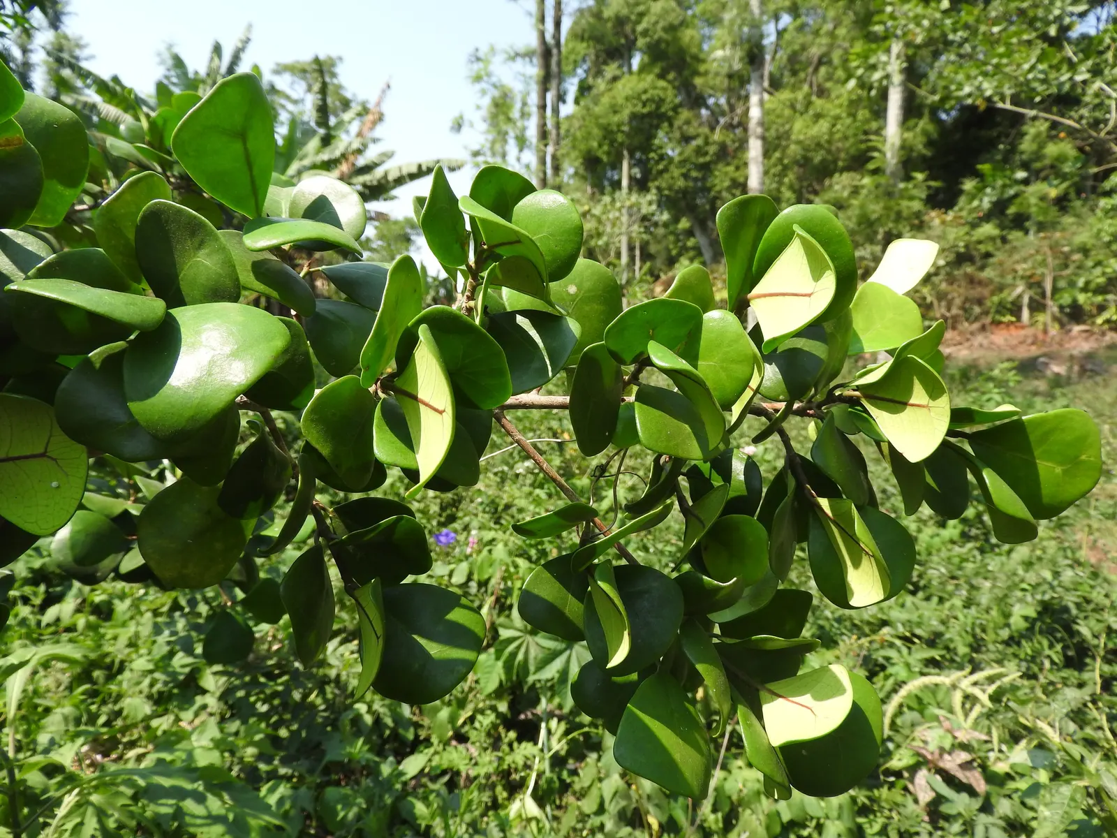 Triangular Fig (Ficus Triangularis) — Ideal for elegant indoor layouts, it reaches up to 3 to 5 feet tall, preferring bright, indirect sunlight
