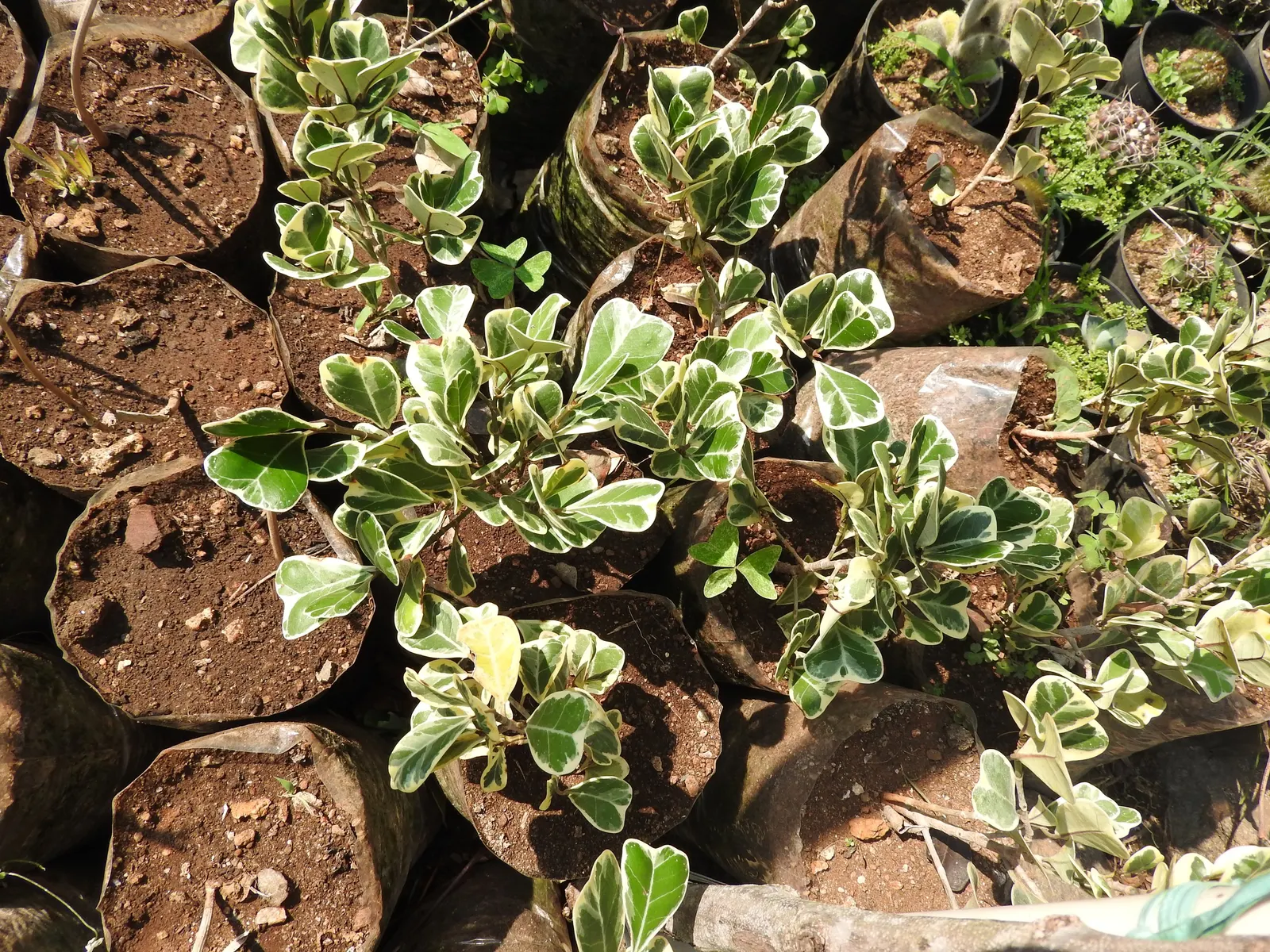 Triangular Fig (Ficus Triangularis) — yet easy-care botanical element