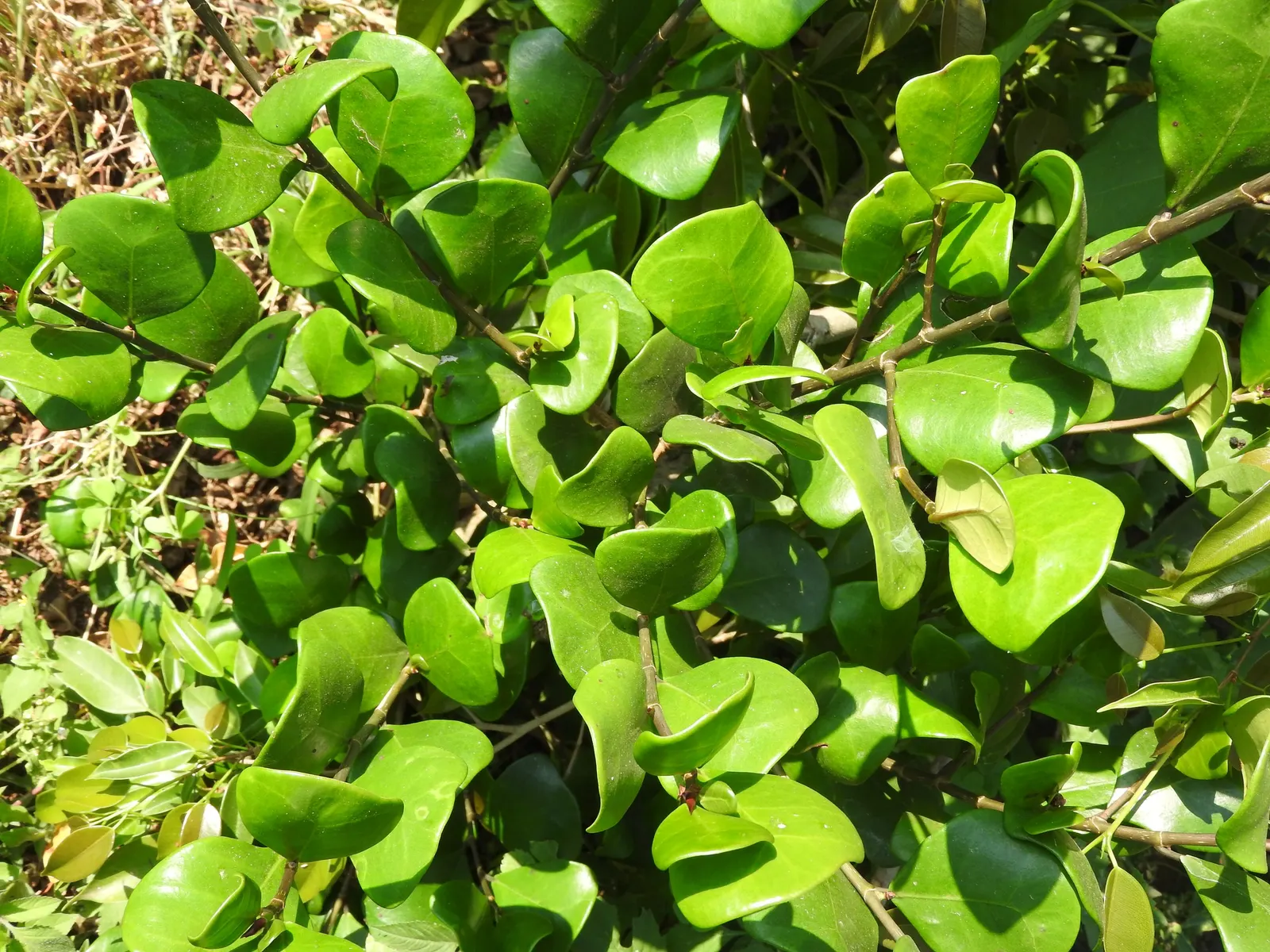 Triangular Fig (Ficus Triangularis) — It thrives in well-draining, moist soil, and requires minimal watering