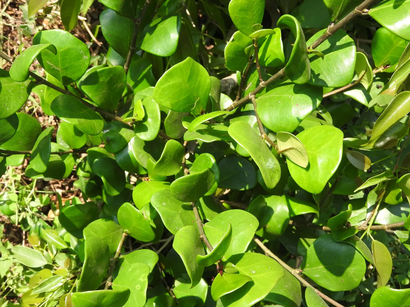 Triangular Fig (Ficus Triangularis) — This low-maintenance plant adds a modern and geometric aesthetic to any design