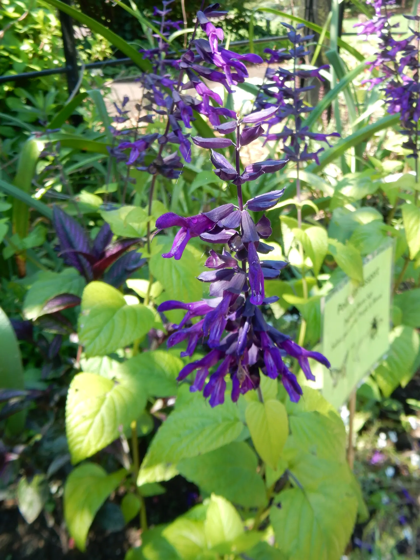 Anise- Scented Sage (Salvia Guaranitica) — perennial for full or half
