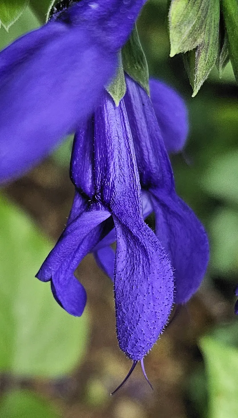 Anise- Scented Sage (Salvia Guaranitica) — Deadheading spent flowers can promote continuous blooming