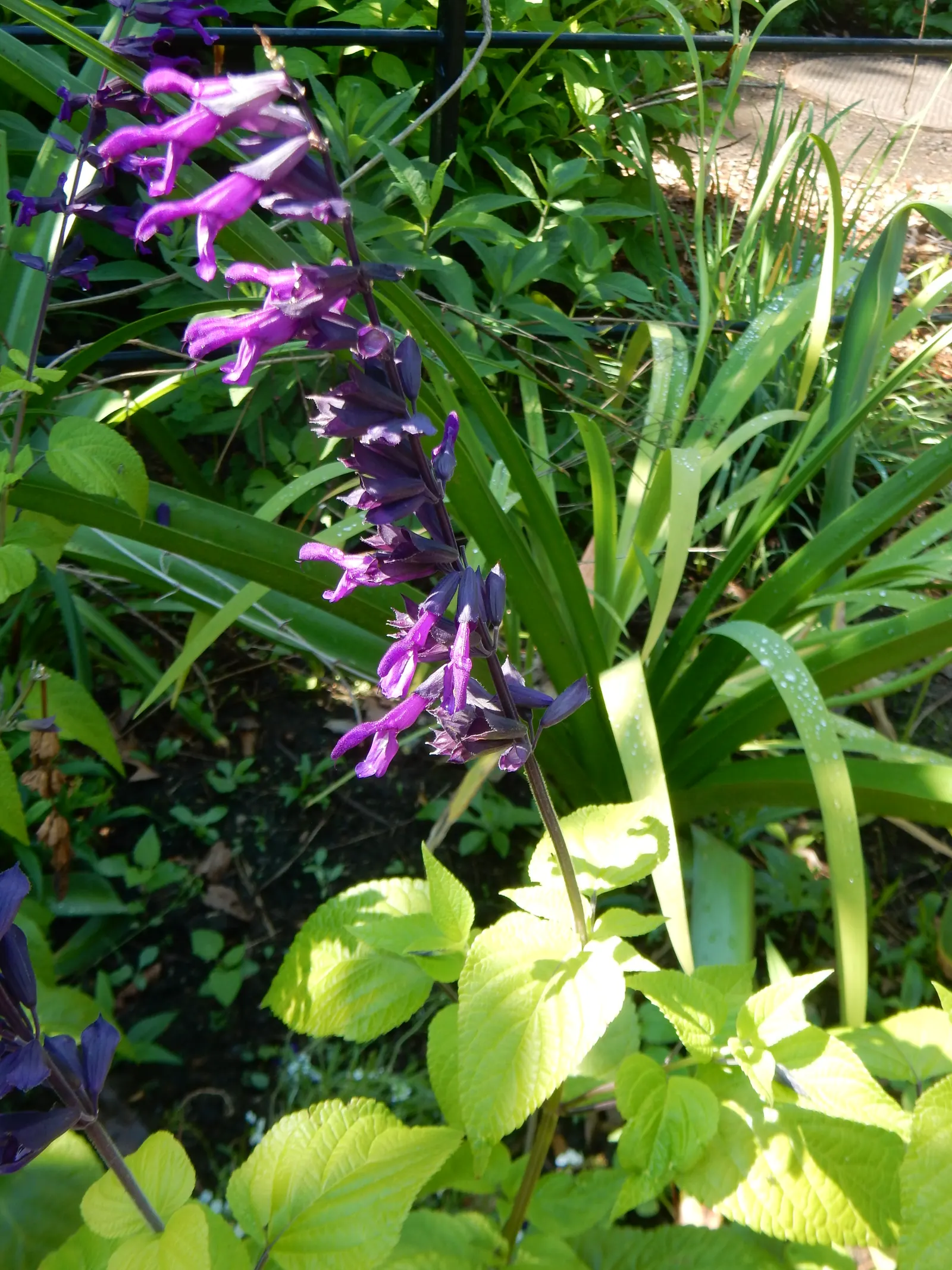 Anise- Scented Sage (Salvia Guaranitica) — perennial with blue and purple blooms