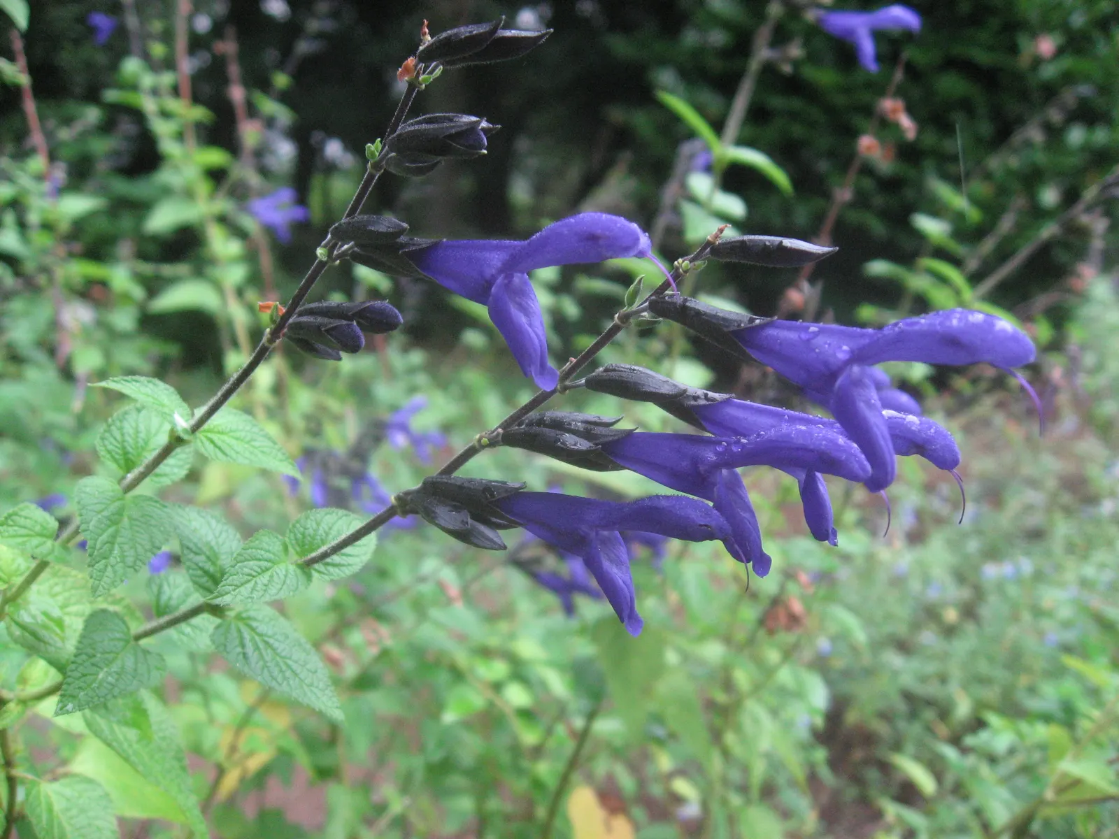 Anise- Scented Sage (Salvia Guaranitica) — also known as Anise-Scented Sage