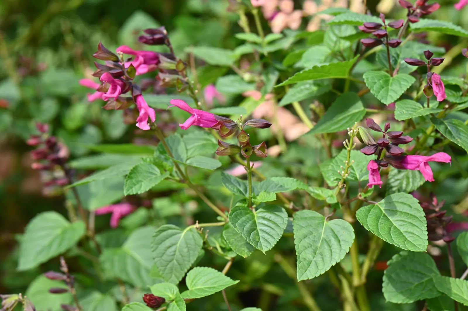 Anise- Scented Sage (Salvia Guaranitica) — providing a long blooming display from late spring through the first frost