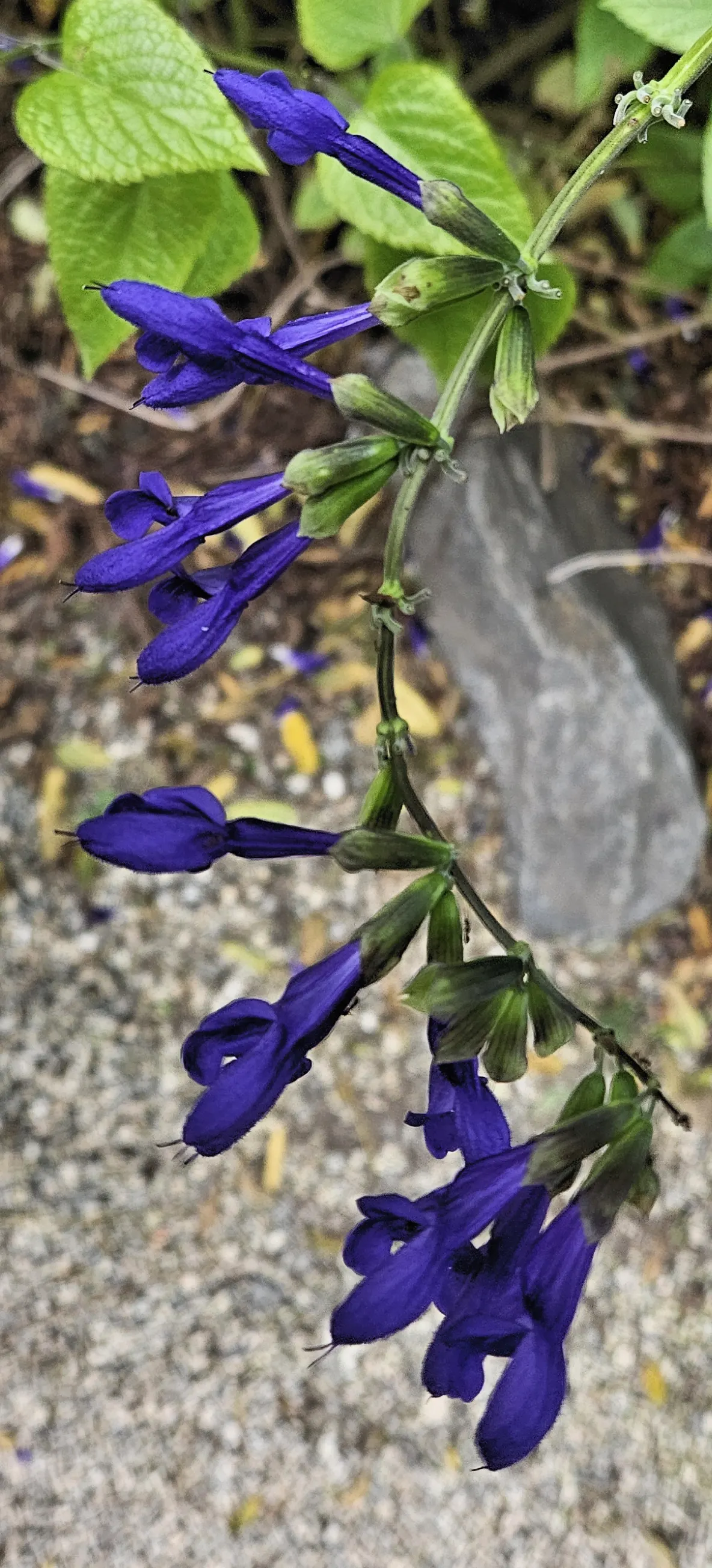 Anise- Scented Sage (Salvia Guaranitica) — It is relatively drought-tolerant once established, but consistent moisture will encourage optimal blooming