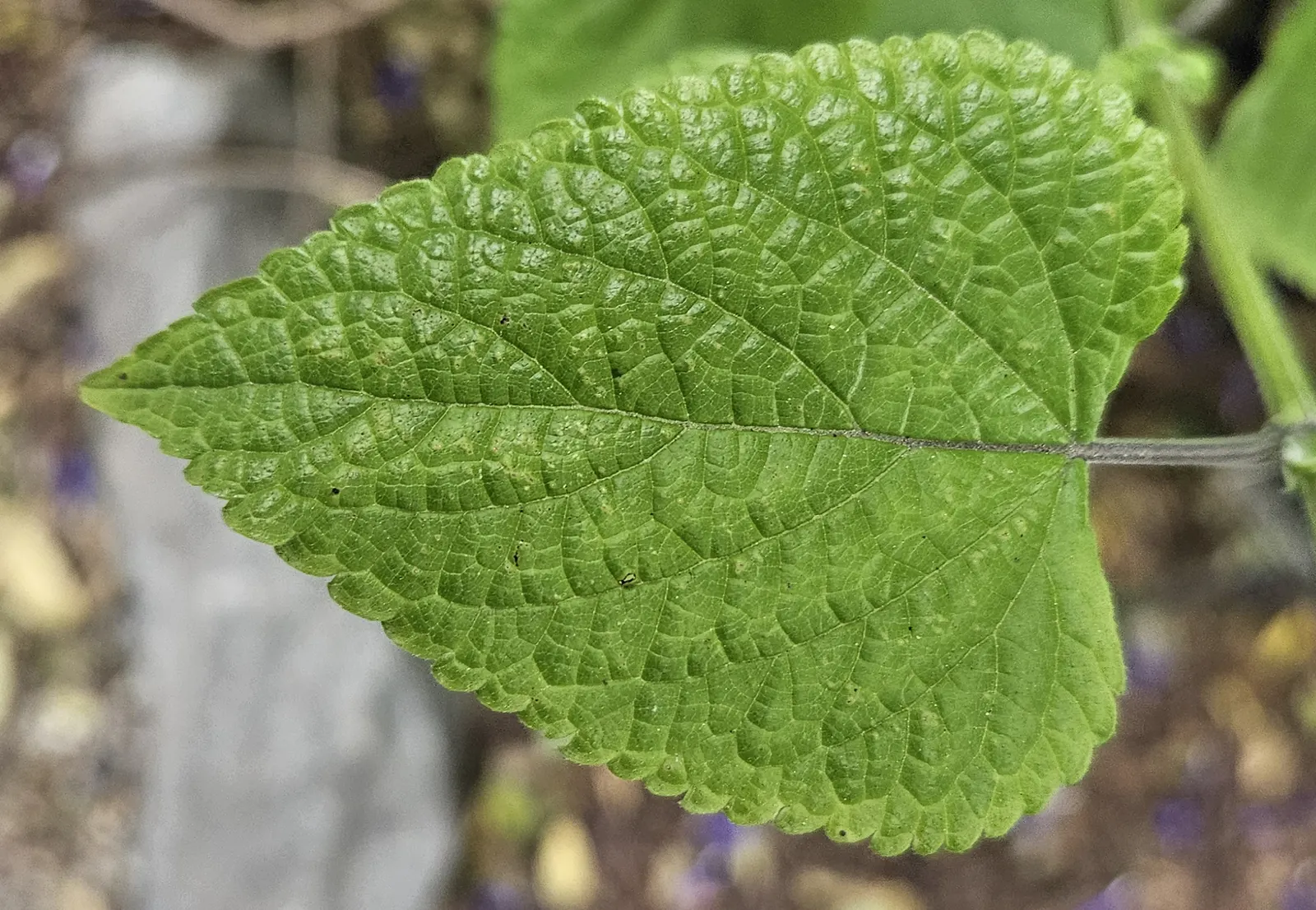 Anise- Scented Sage (Salvia Guaranitica) — while an annual trim can help maintain its shape and promote denser growth