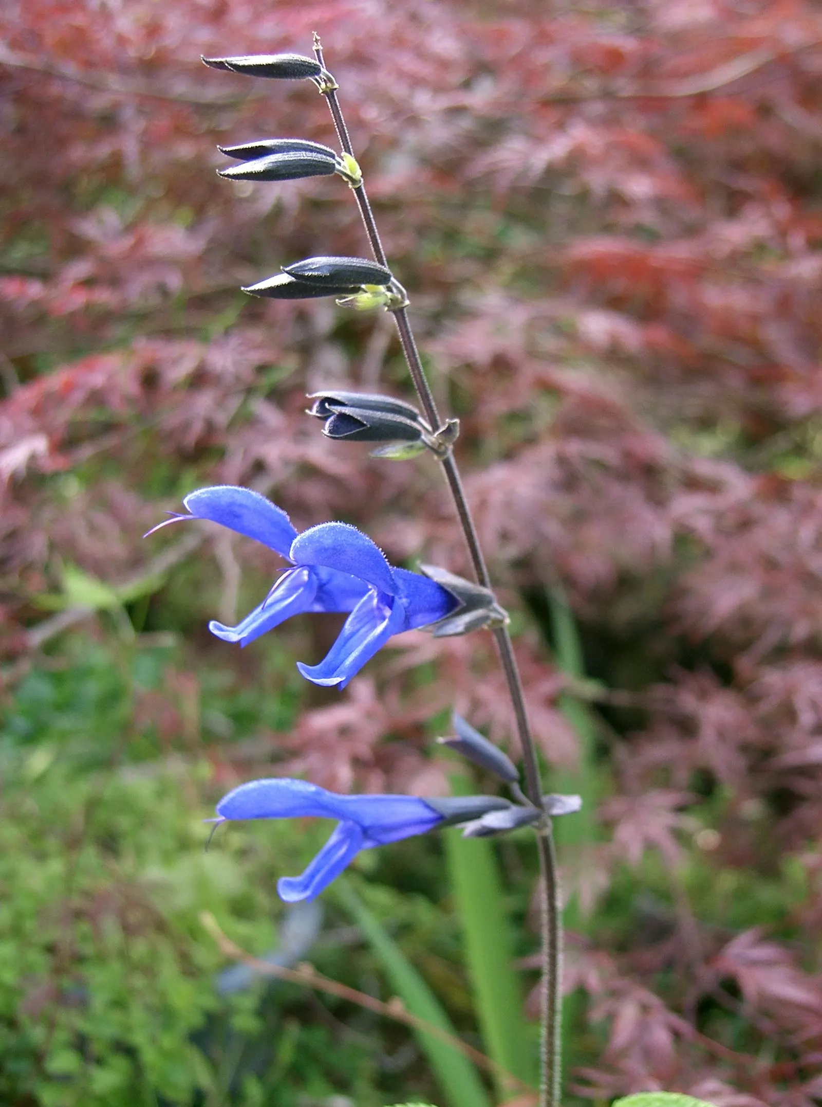 Anise- Scented Sage (Salvia Guaranitica) — The leaves themselves are roughly 3 inches long, with a textured surface and a strong anise scent when crushed