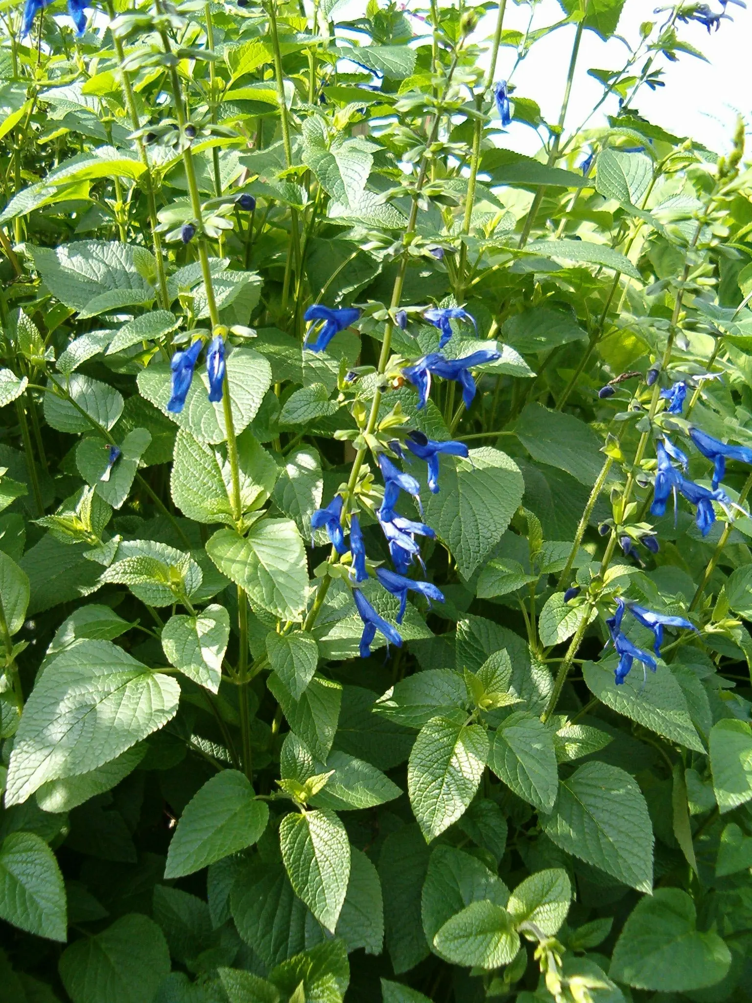 Anise- Scented Sage (Salvia Guaranitica) — Hardy to USDA Zones 7 to 10