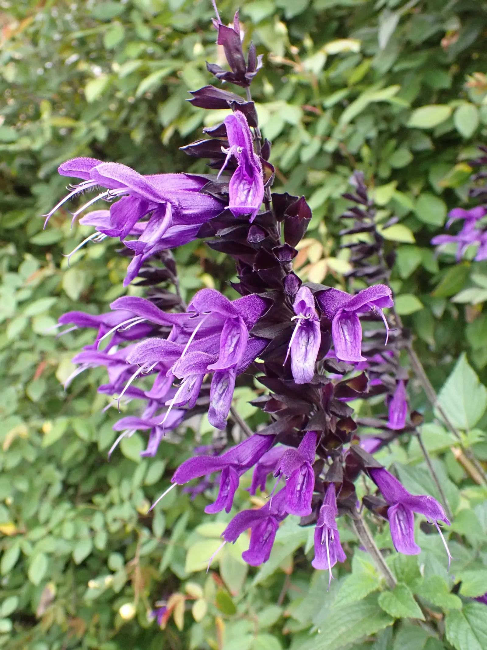 Anise- Scented Sage (Salvia Guaranitica) — is a highly ornamental perennial that boasts striking deep blue flowers and fragrant foliage