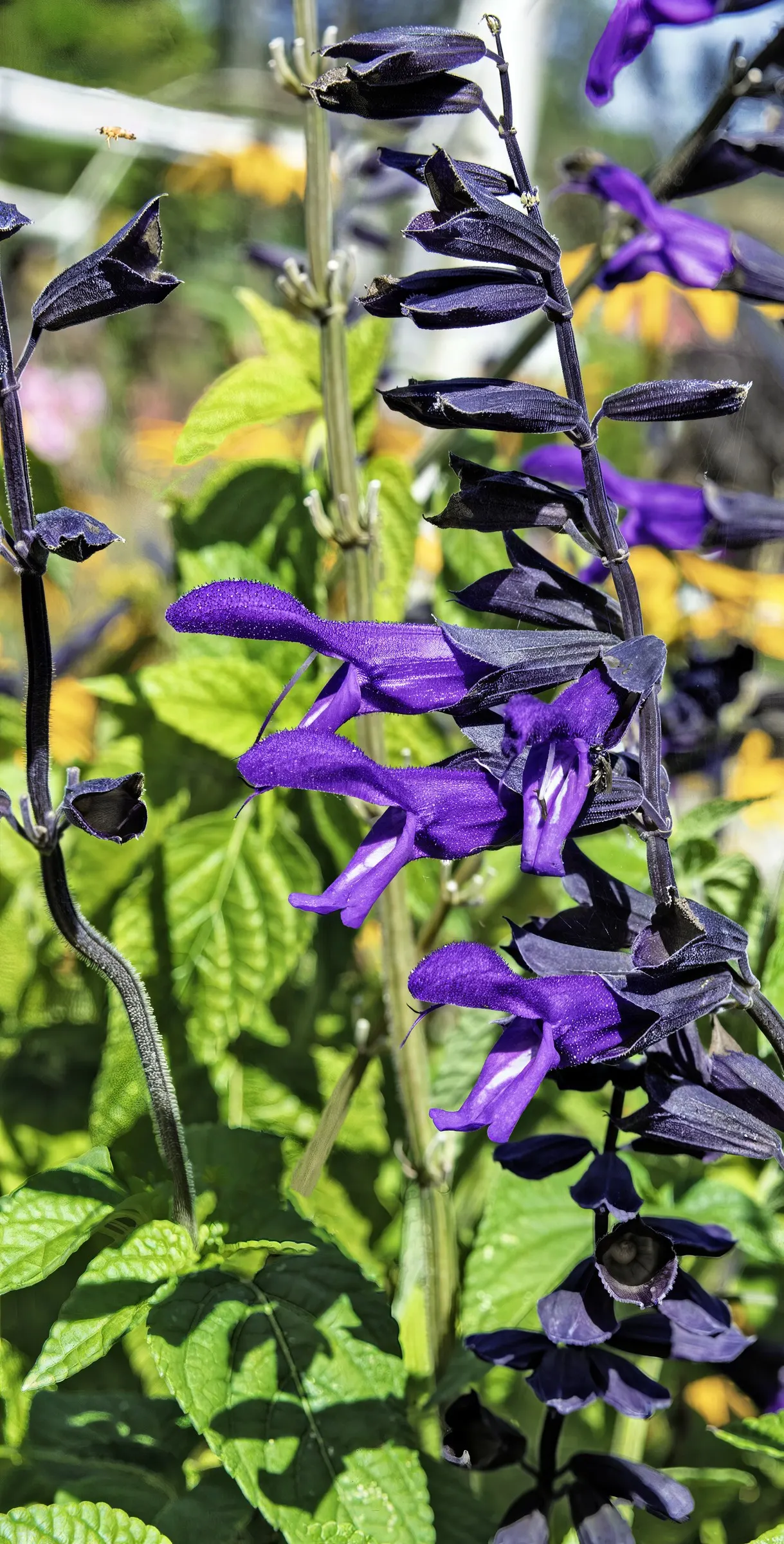 Anise- Scented Sage (Salvia Guaranitica) — These blooms are excellent for attracting pollinators such as bees
