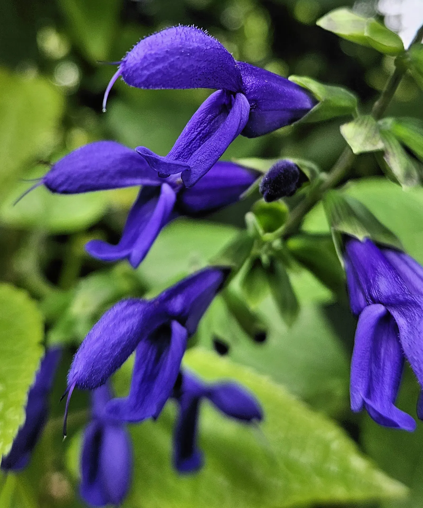 Anise- Scented Sage (Salvia Guaranitica) — is a perennial adored for its deep blue flowers and fragrant foliage