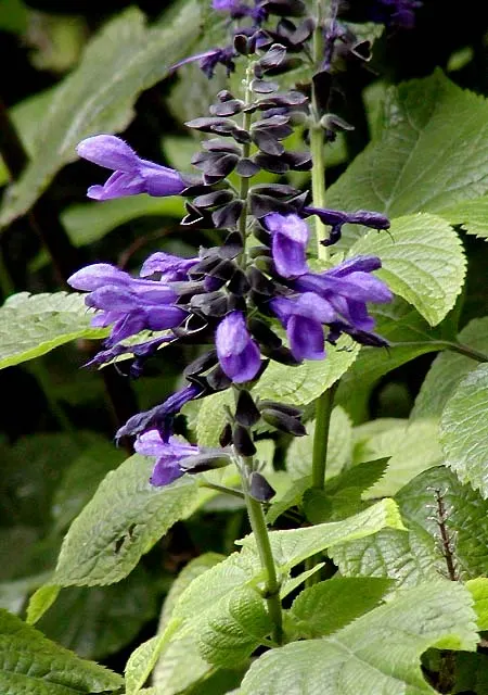 Anise- Scented Sage (Salvia Guaranitica) — blue and purple flowers in the garden