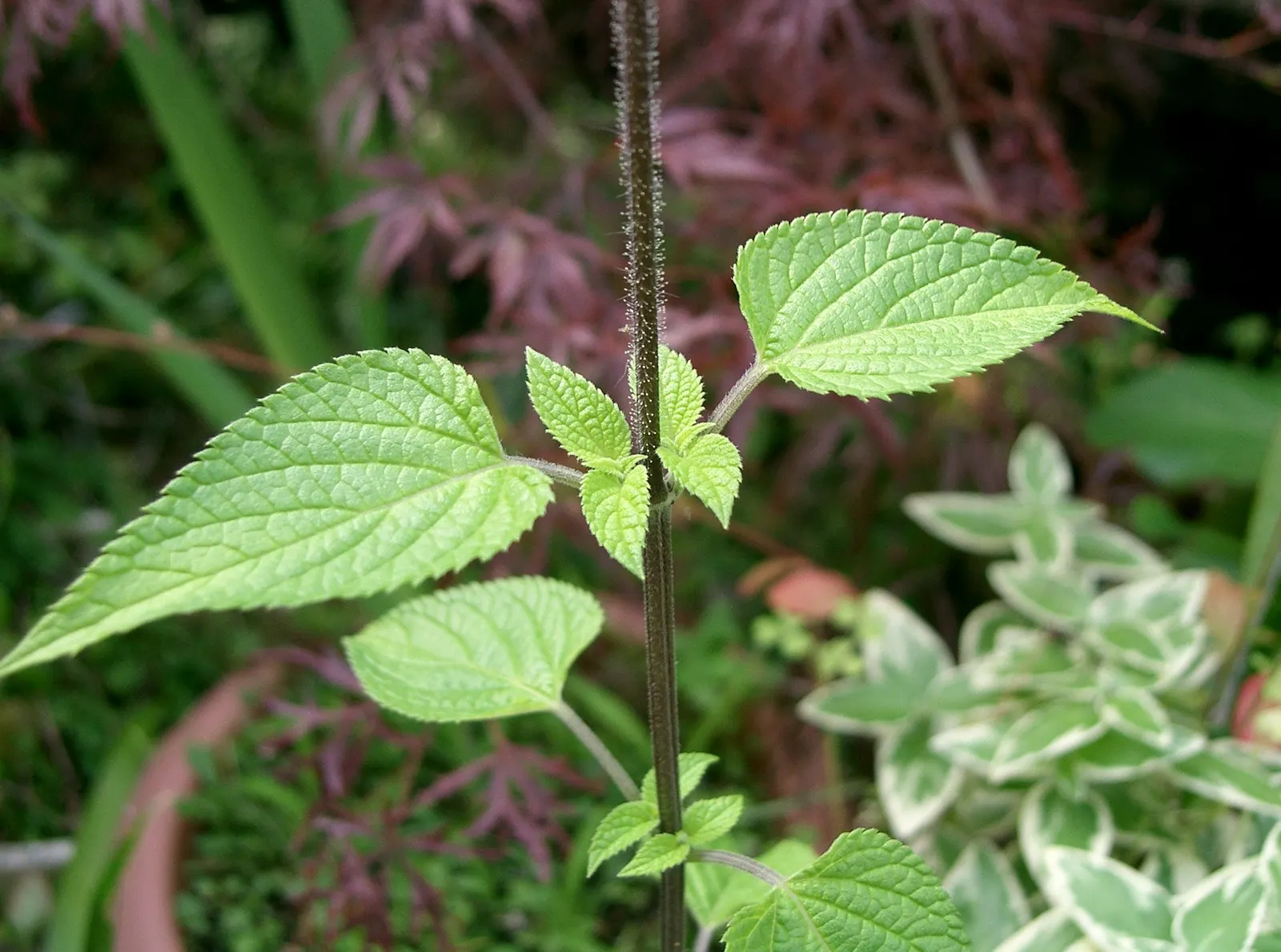 Anise- Scented Sage (Salvia Guaranitica) — it forms an upright clump of lush green leaves