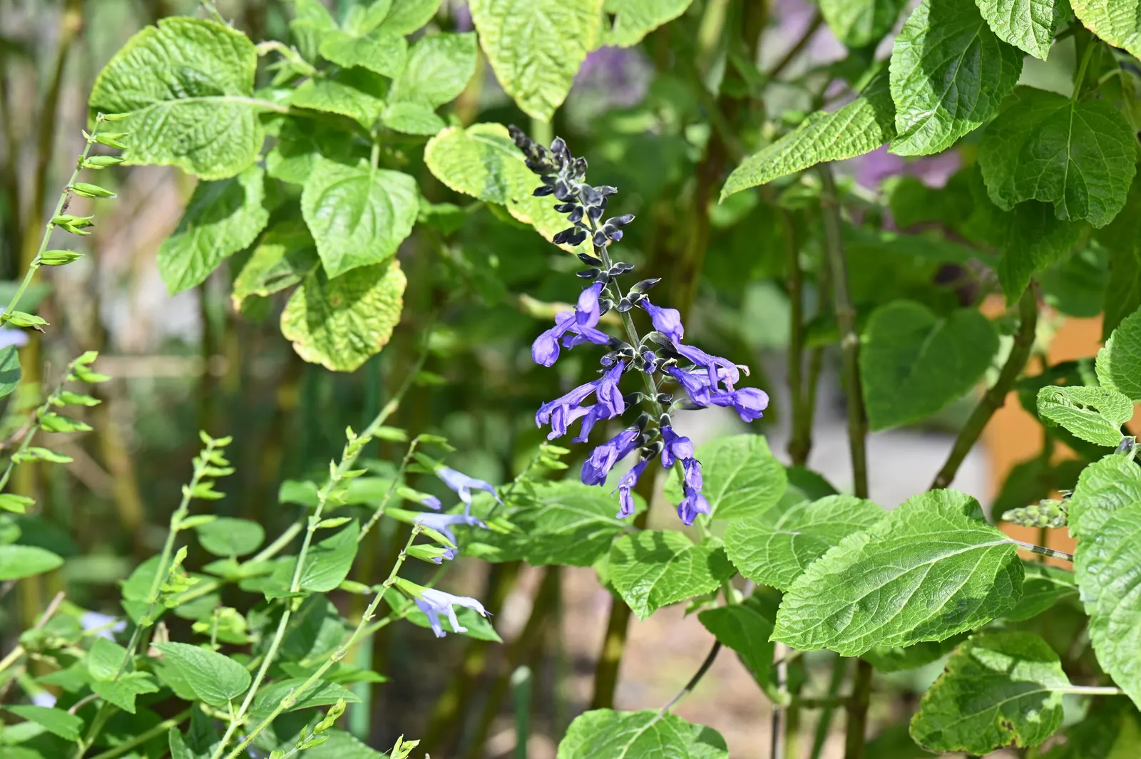 Anise- Scented Sage (Salvia Guaranitica) — Attractive to hummingbirds and butterflies, it blooms from mid-summer to frost