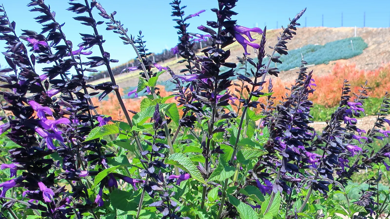 Anise- Scented Sage (Salvia Guaranitica) — each approximately 1 to 1.5 inches long