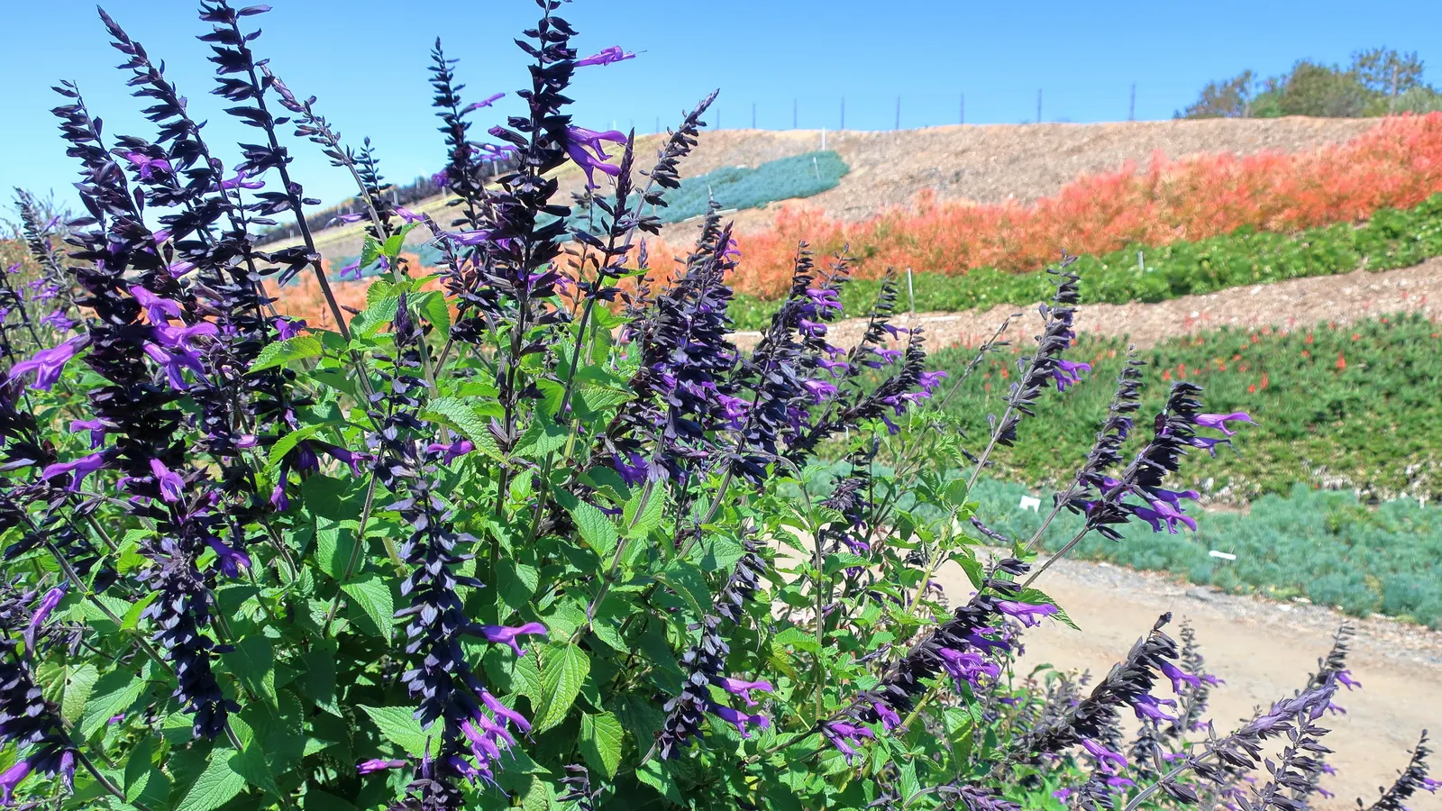 Anise- Scented Sage (Salvia Guaranitica) — This plant is native to South America but has adapted well to various climates