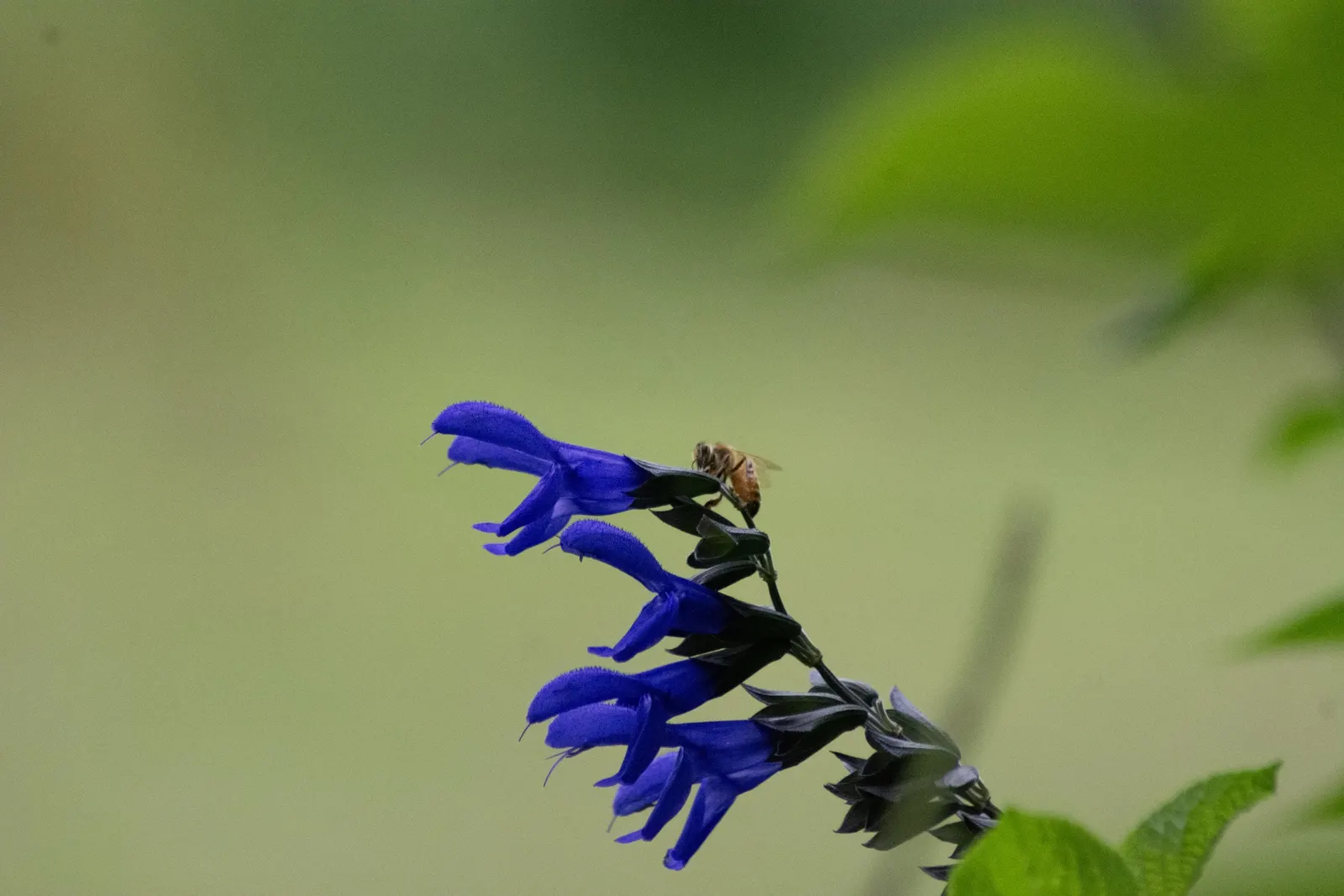 Anise- Scented Sage (Salvia Guaranitica) — emerge from dark purple calyces