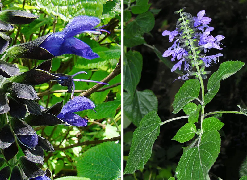 Anise- Scented Sage (Salvia Guaranitica) — also known as the Brazilian Blue Sage