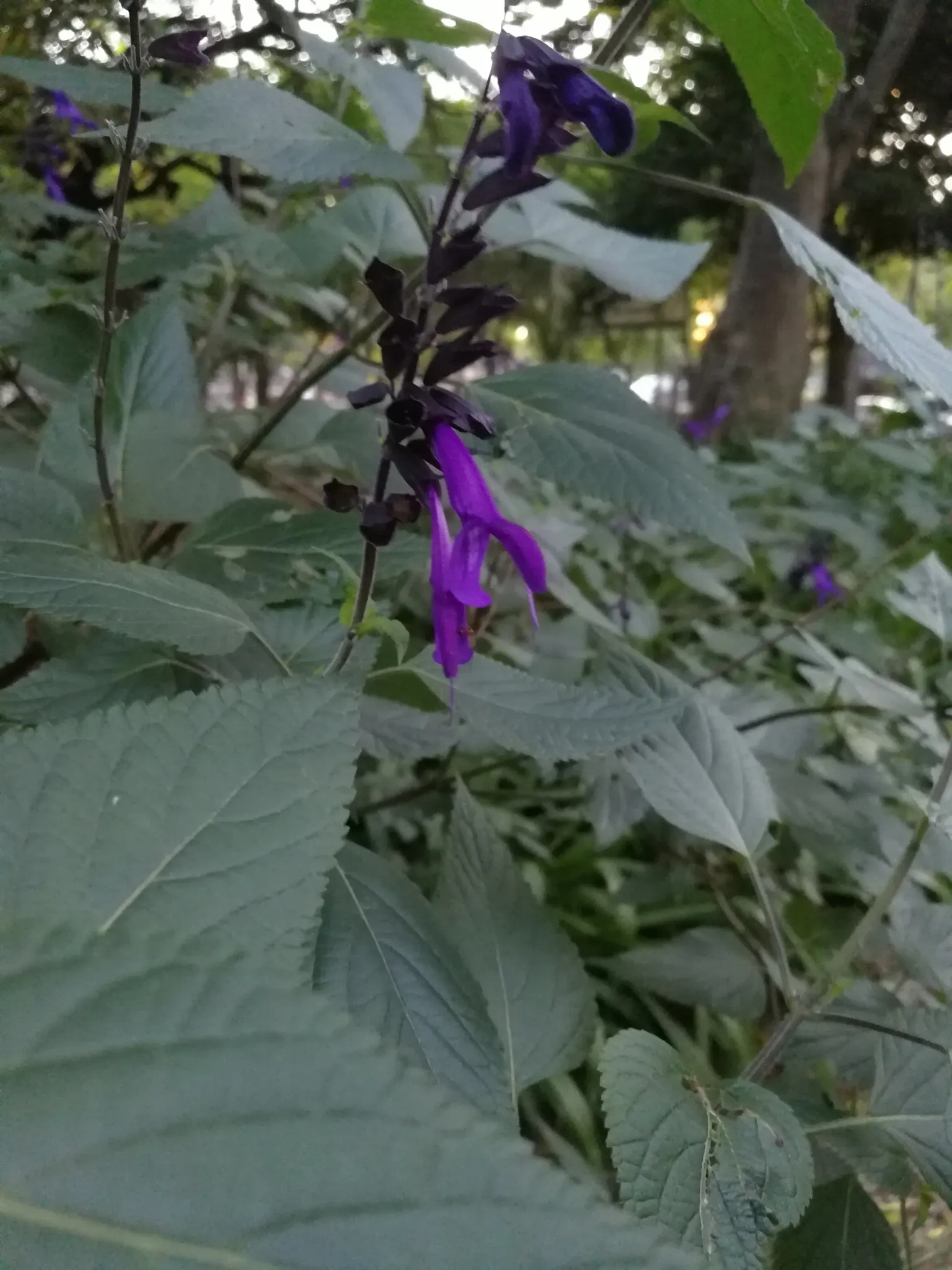 Anise- Scented Sage (Salvia Guaranitica) — Thriving in full sun to partial shade, this sage reaches 2-5 feet in height with a spread of 2-3 feet