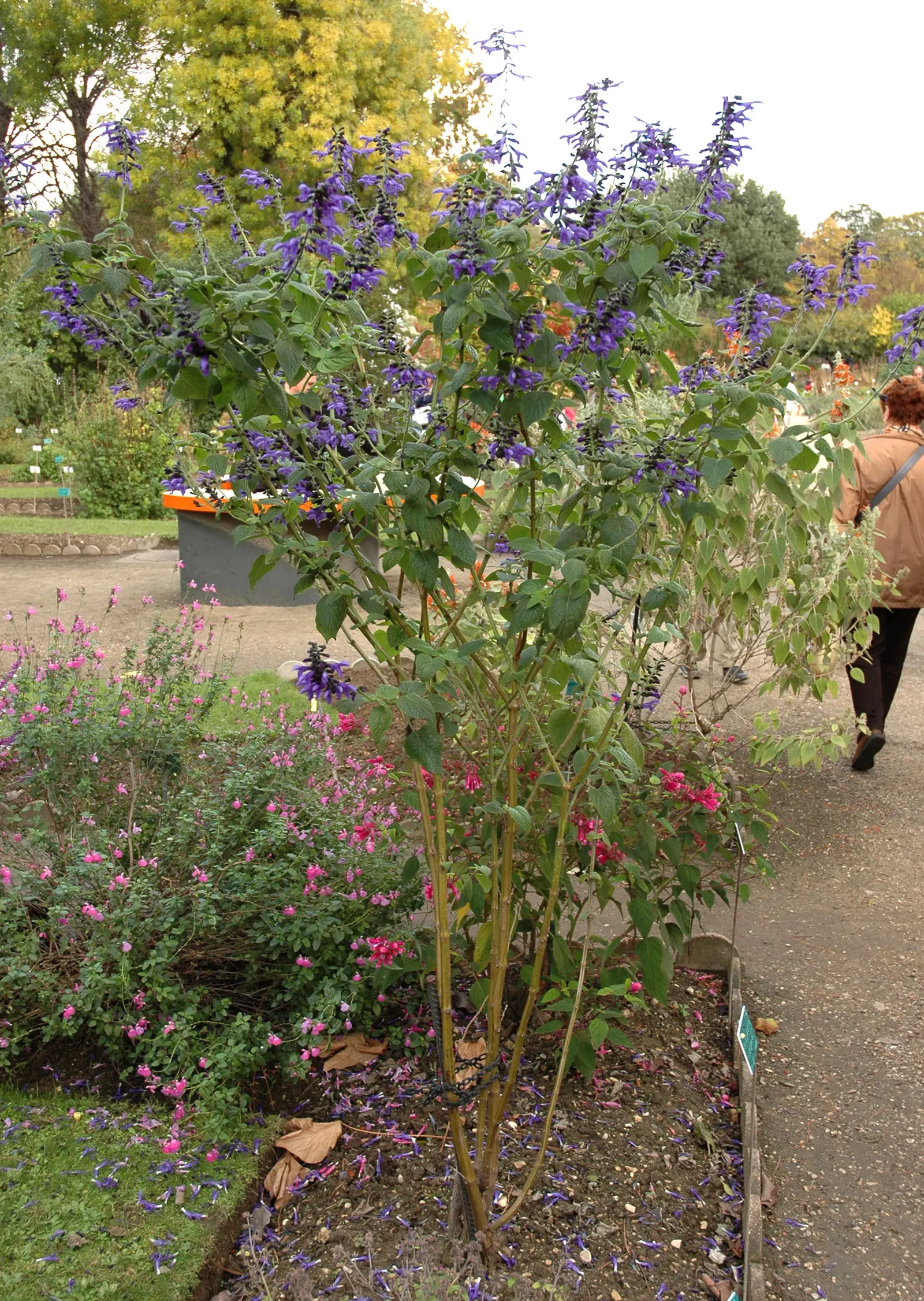 Anise- Scented Sage (Salvia Guaranitica) — it benefits from mulching in colder regions to protect it during the winter months