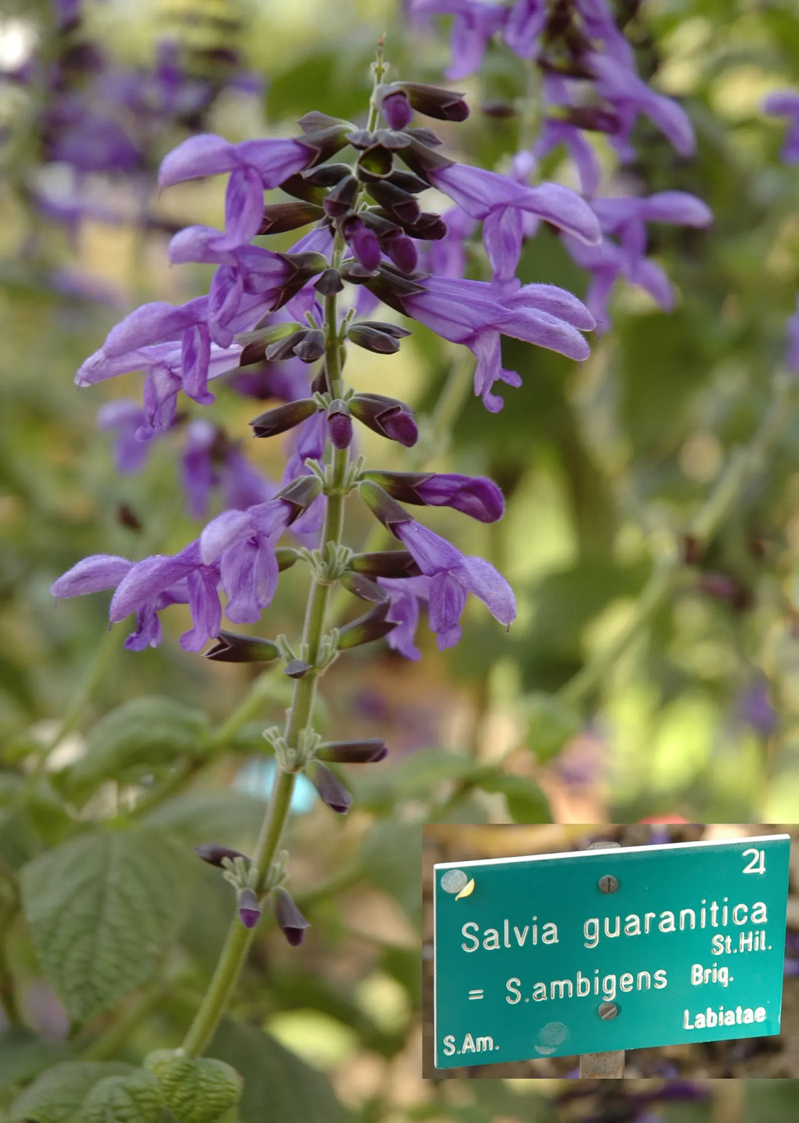Anise- Scented Sage (Salvia Guaranitica) — Anise-Scented Sage (Salvia guaranitica)