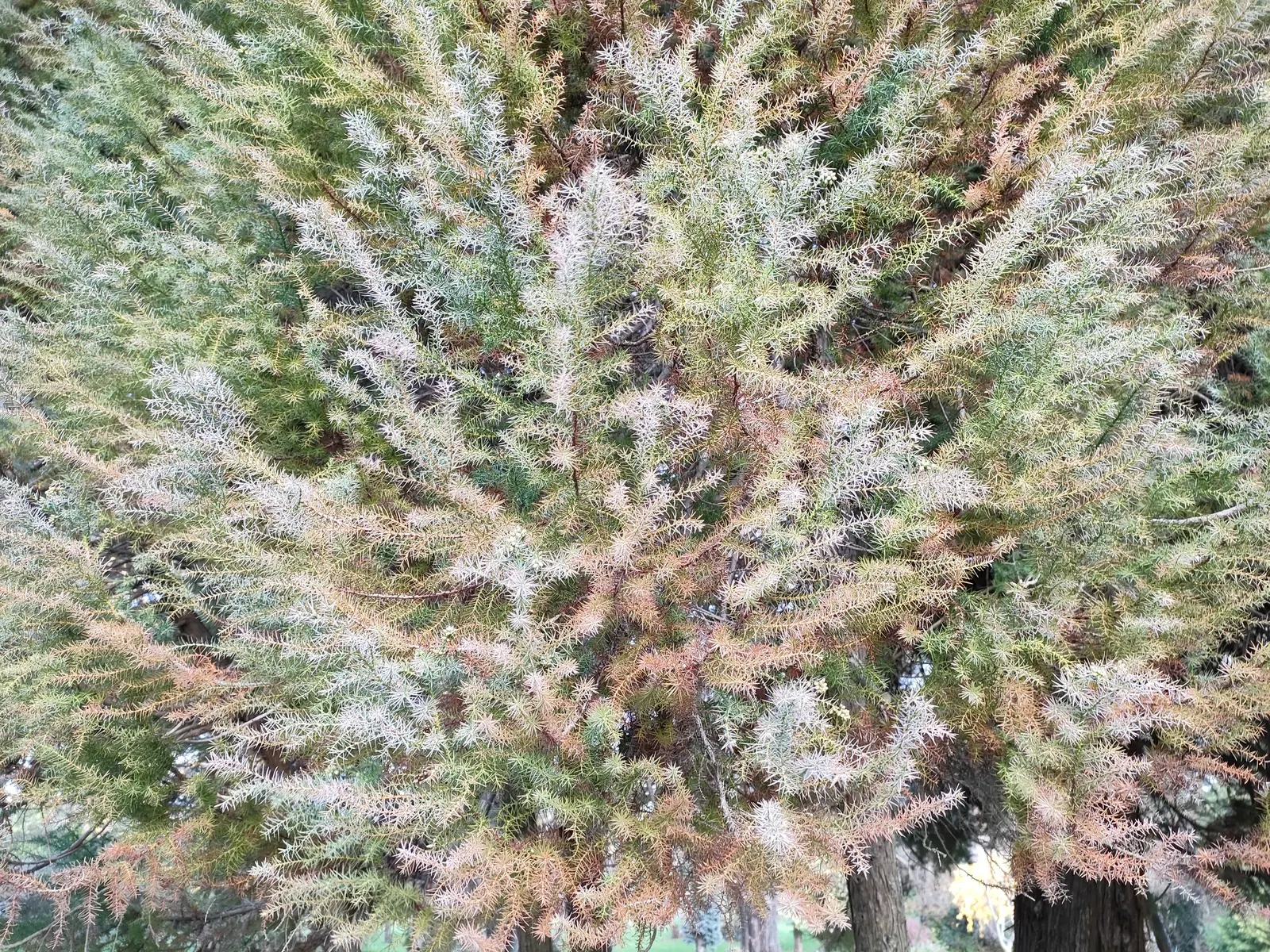Japanese Cedar (Cryptomeria Japonica 'Elegans') — This pyramidal specimen is ideal for focal points and adapts well to pruning