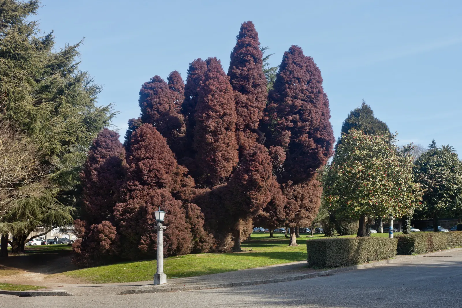Japanese Cedar (Cryptomeria Japonica 'Elegans') — making it versatile for various landscape designs