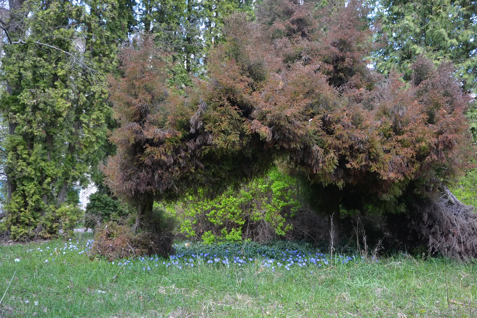 Japanese Cedar (Cryptomeria Japonica 'Elegans') — is a cultivar of Japanese cedar that offers a unique
