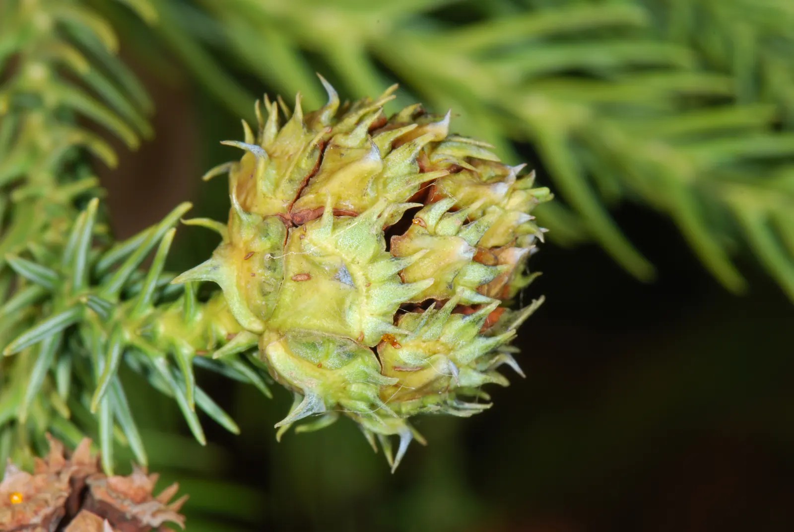 Japanese Cedar (Cryptomeria Japonica 'Elegans') — Cryptomeria japonica 'Elegans', or Plume Cedar, is a graceful, evergreen conifer with a soft, feathery texture