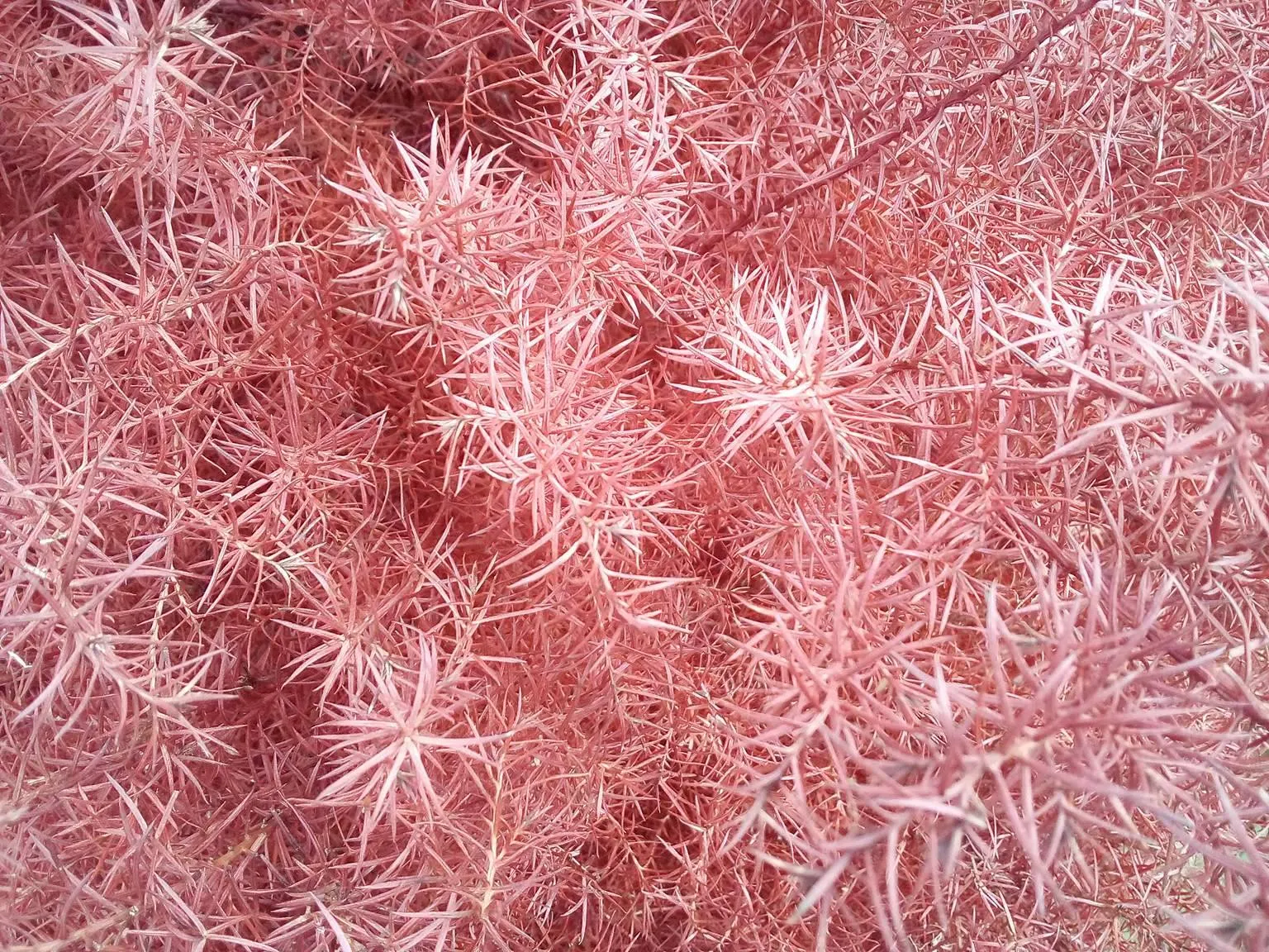 Japanese Cedar (Cryptomeria Japonica 'Elegans') — transforming into a striking bronze-purple in cold weather