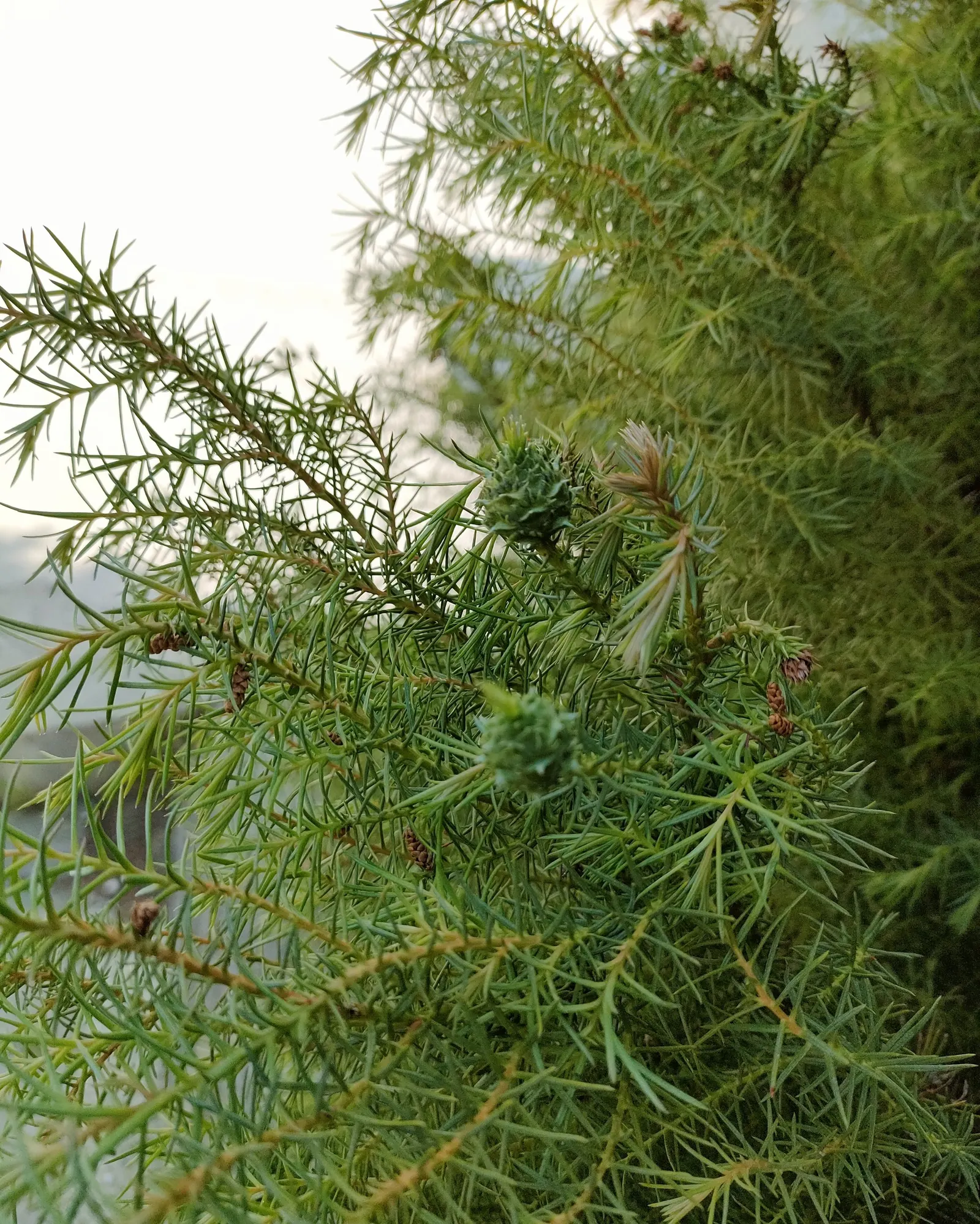 Japanese Cedar (Cryptomeria Japonica 'Elegans') — Growing 10-15 ft tall with a 10 ft spread, it thrives in zones 5-9, preferring full sun to partial shade
