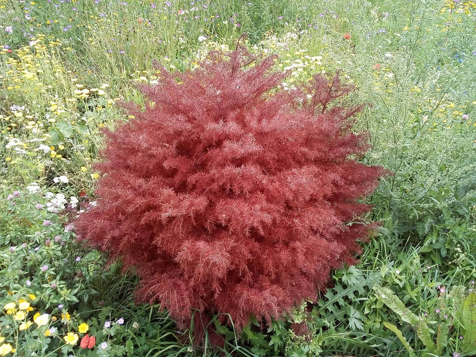 Japanese Cedar (Cryptomeria Japonica 'Elegans') — Its needles present a soft bluish-green hue during the growing season