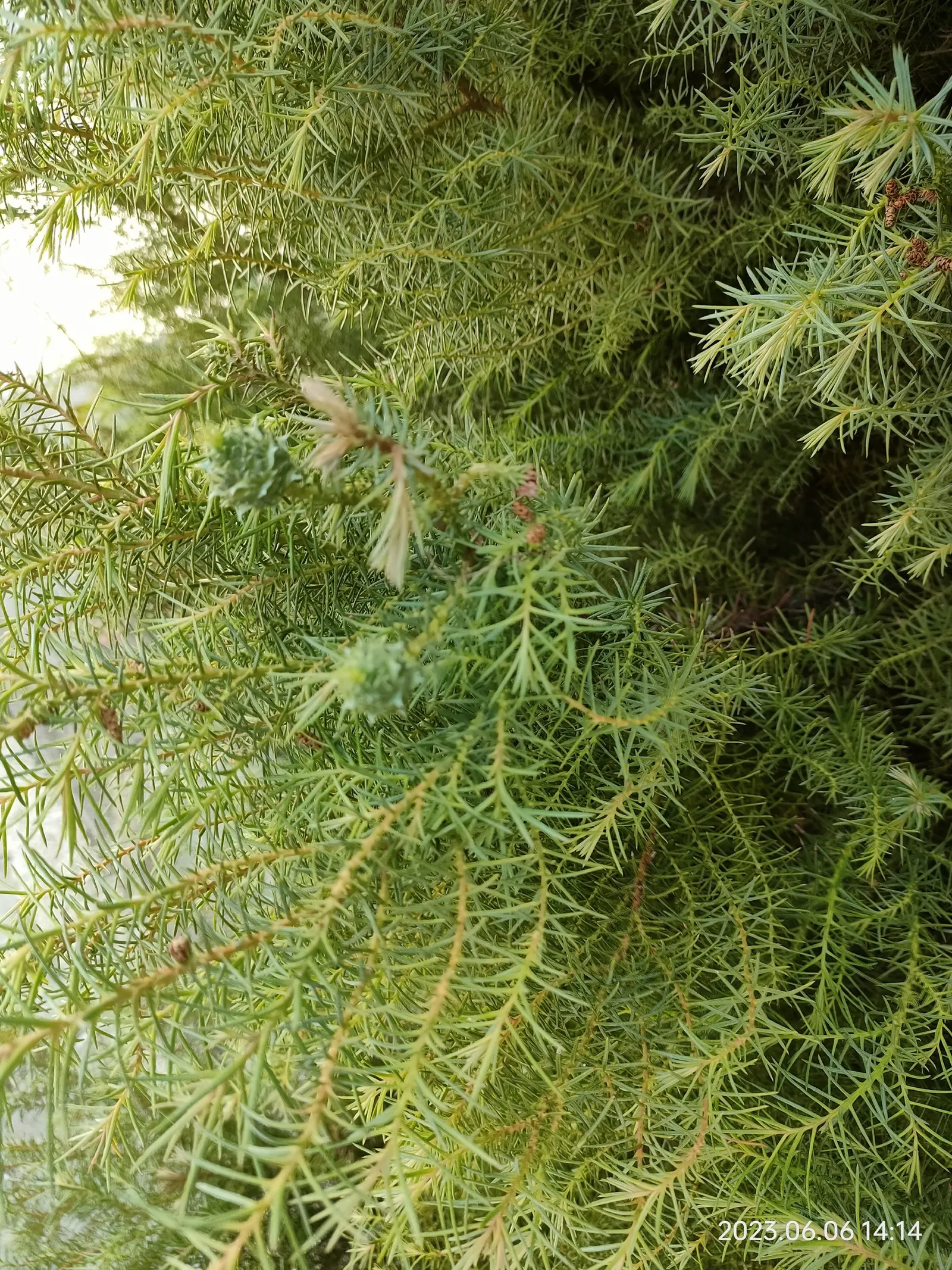 Japanese Cedar (Cryptomeria Japonica 'Elegans') — Its foliage transitions from bright green in summer to bronze in winter
