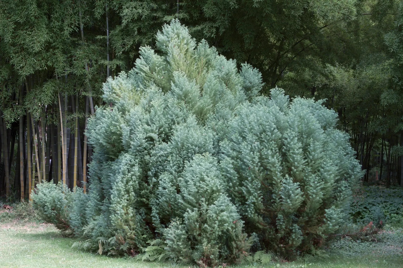 Japanese Cedar (Cryptomeria Japonica 'Elegans') — commonly referred to as Plume Cedar