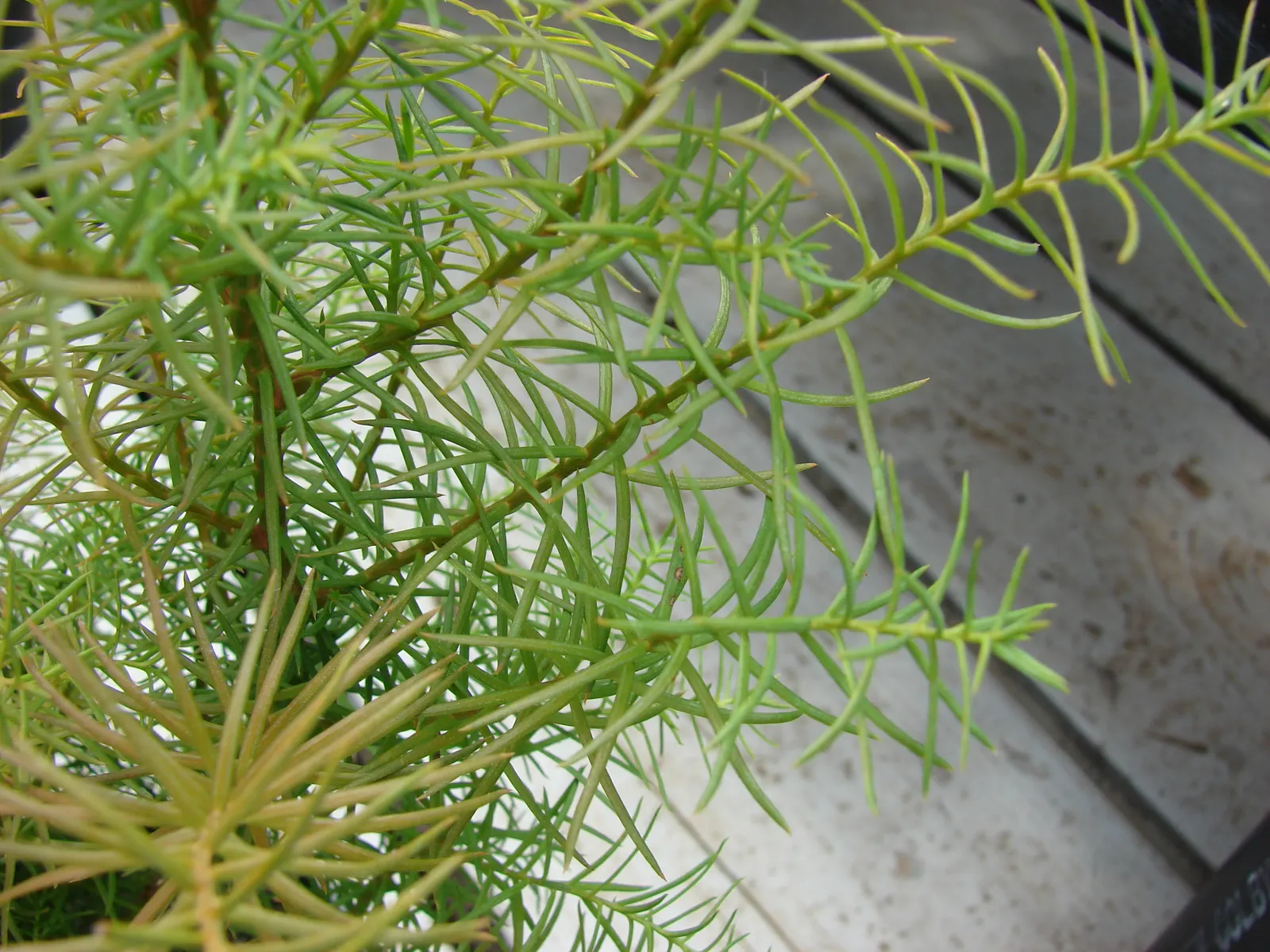 Japanese Cedar (Cryptomeria Japonica 'Elegans') — feathery foliage that gracefully drapes from pendulous branches