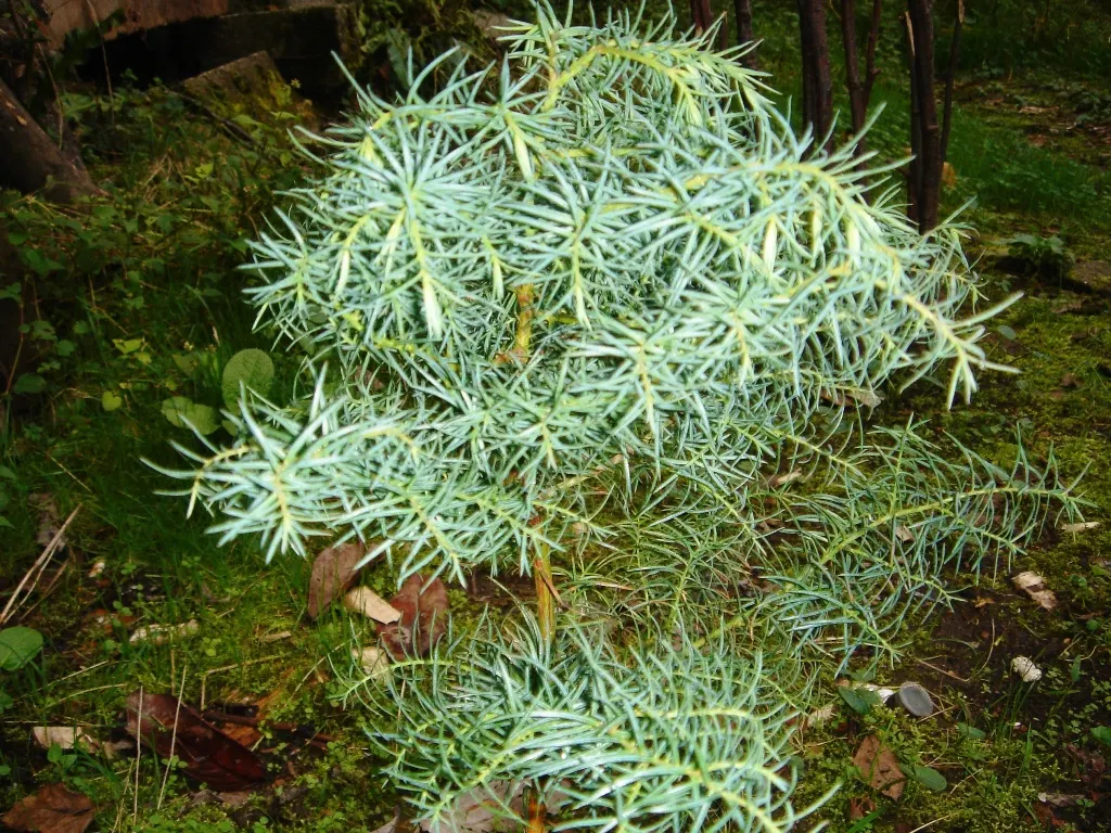 Japanese Cedar (Cryptomeria Japonica 'Elegans') — soft-textured presence in the landscape
